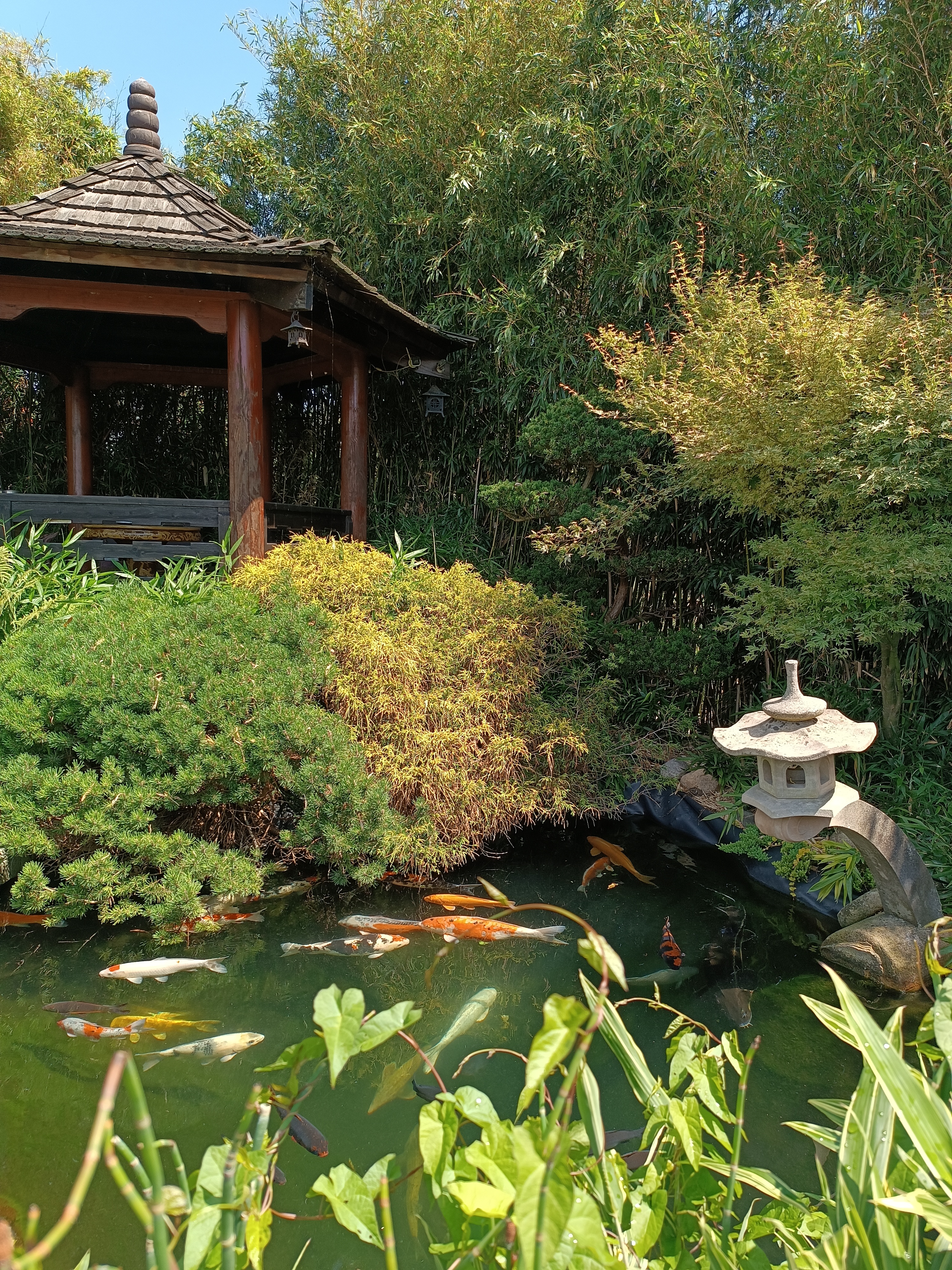Bonsai centrum Libčany foto 5