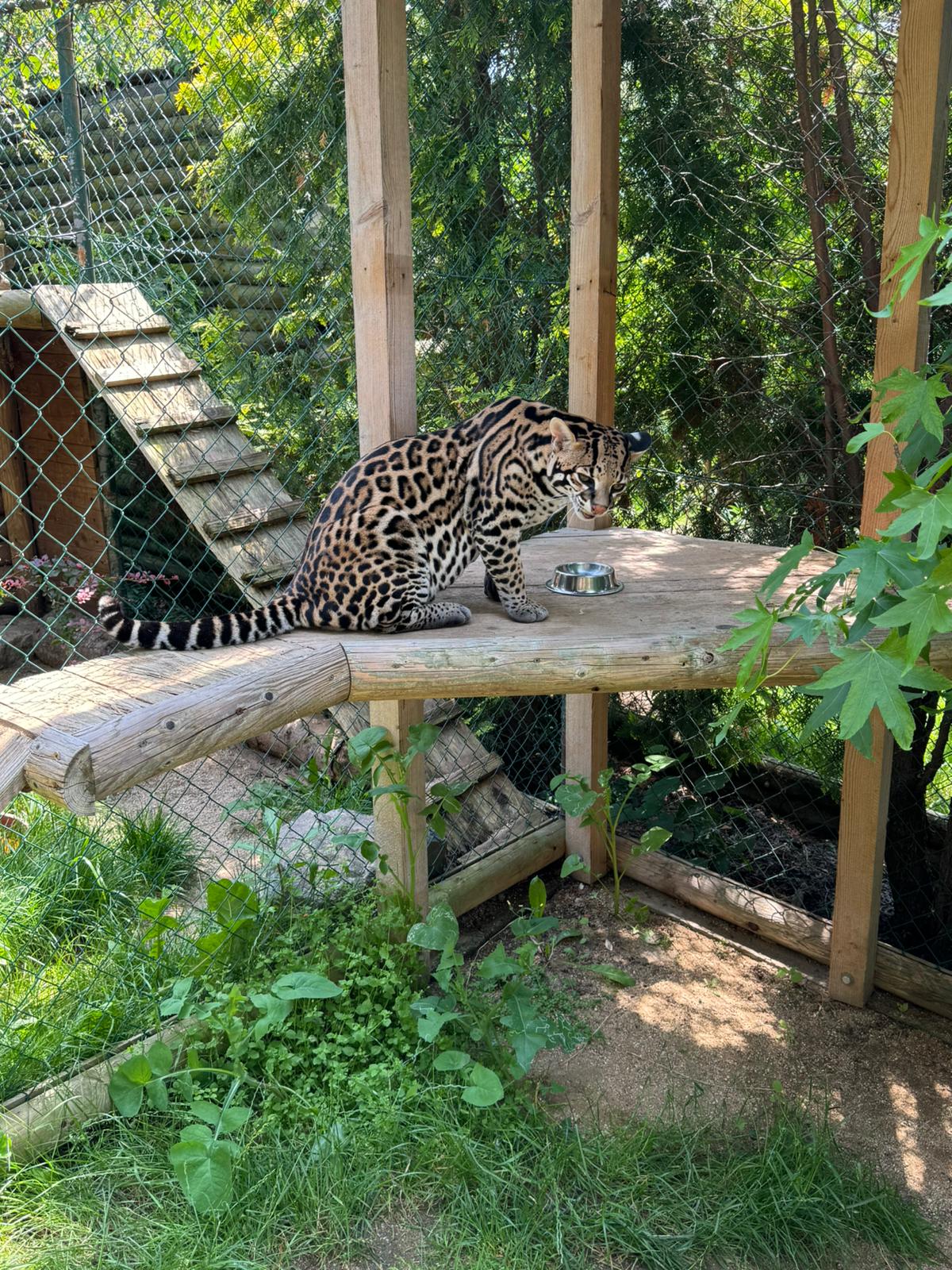 Minizoo - Šelmy, kočky, koťata foto 5