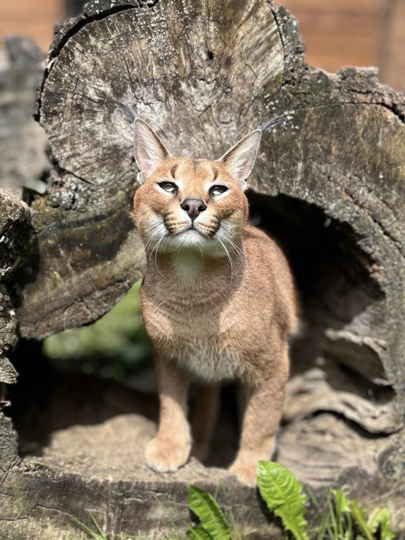 MVDr. Dávid Krajňák - Terénní veterinář pro hospodářská zvířata a koně foto 3
