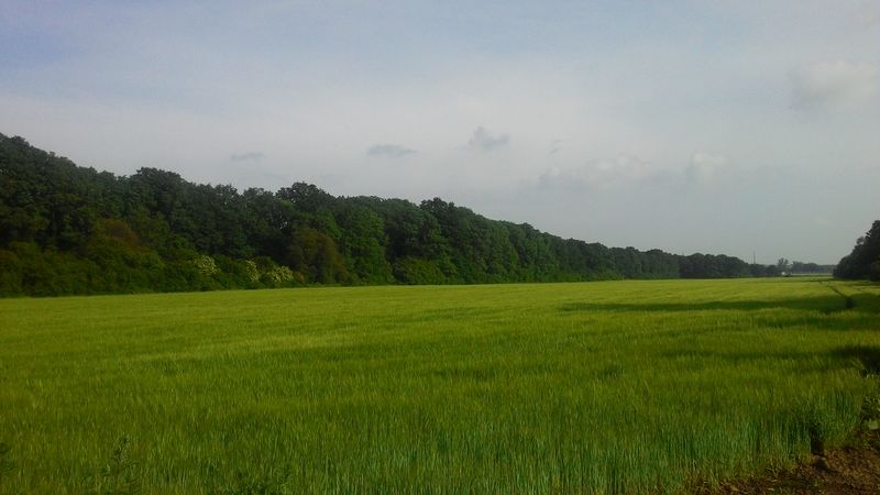 Niva Olše – Věřňovice