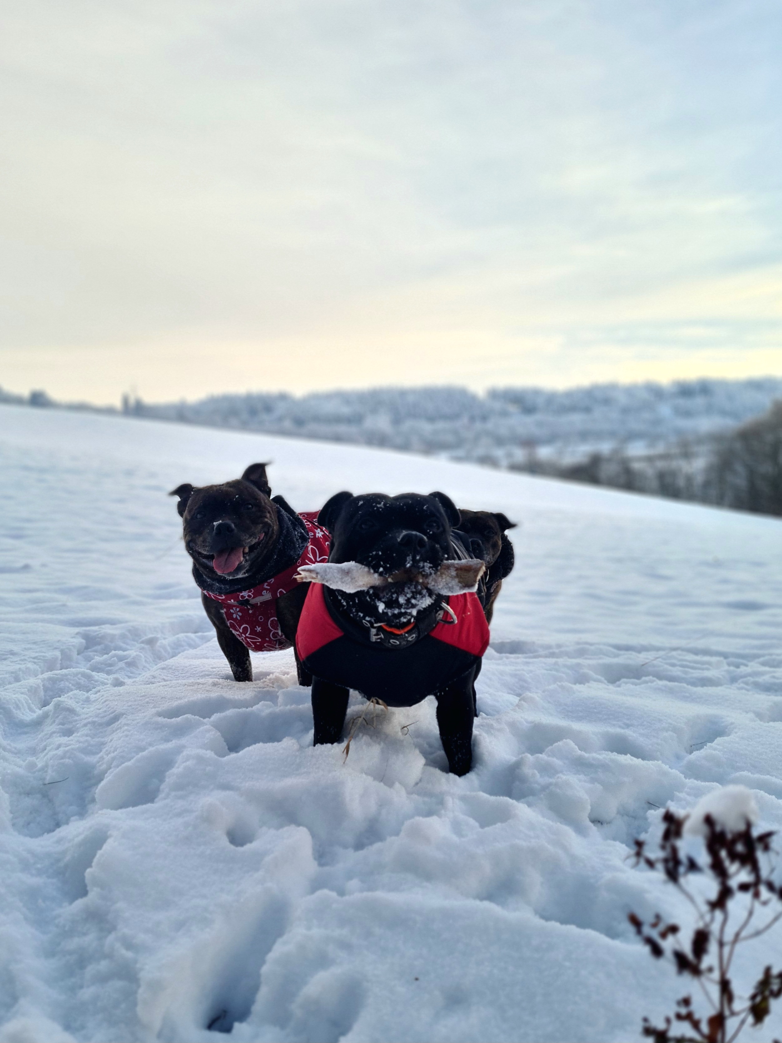 Veterinární ordinace SOVAvet foto 4