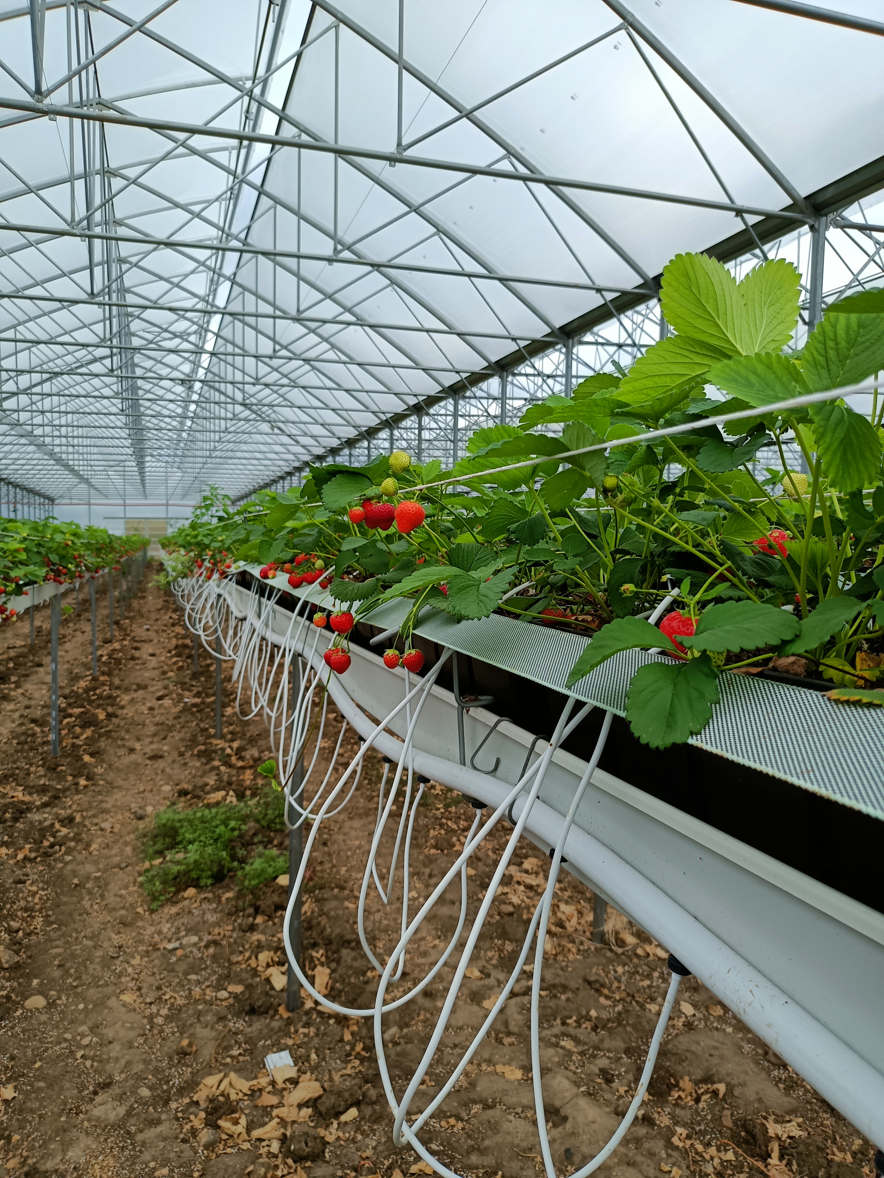 Rodinná farma Hrdlička foto 2