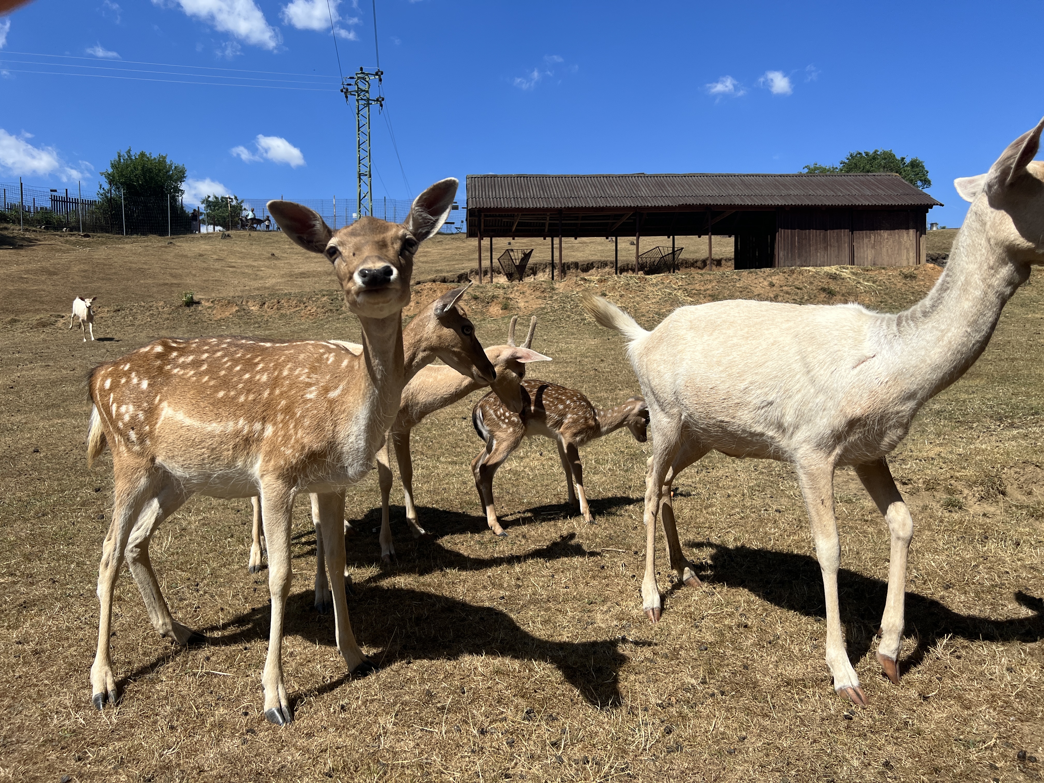 ZOOPARK jeleni Homole, z.s. foto 4