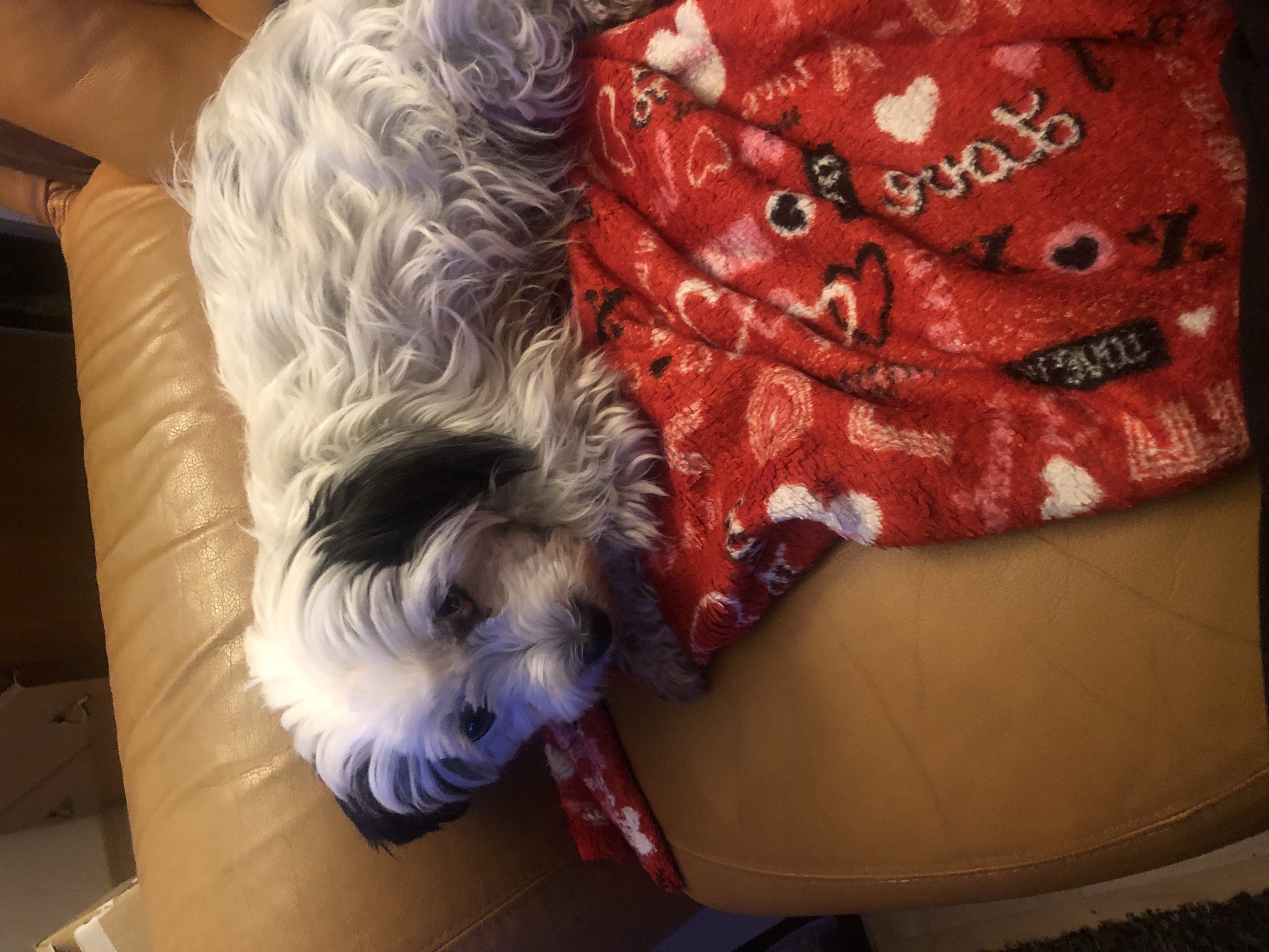 Veterinární ordinace - MVDr. Vojtěch Návělek foto 2