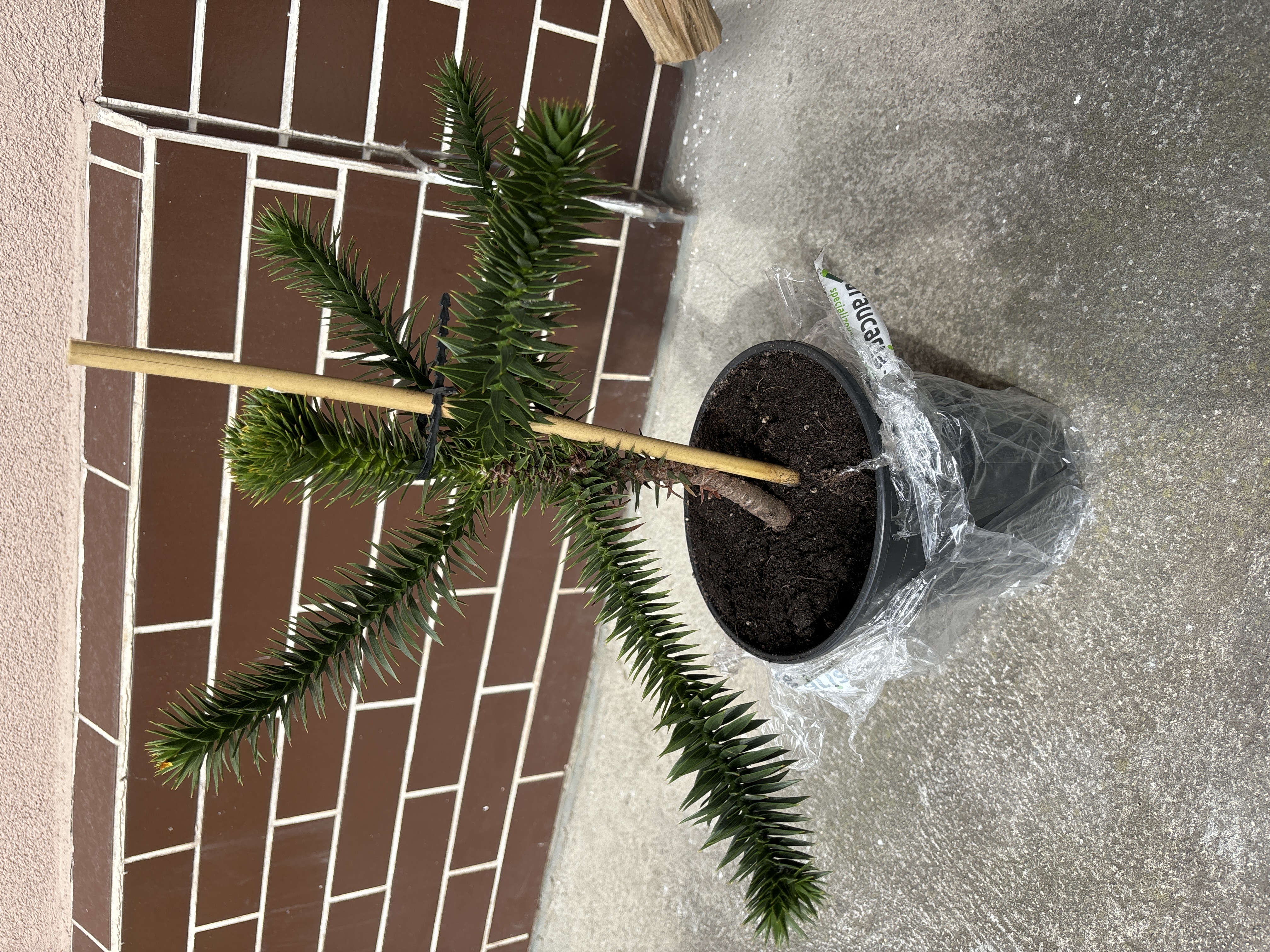 Ing. David Pospíšil, Ph.D. - Araucaria.cz foto 2