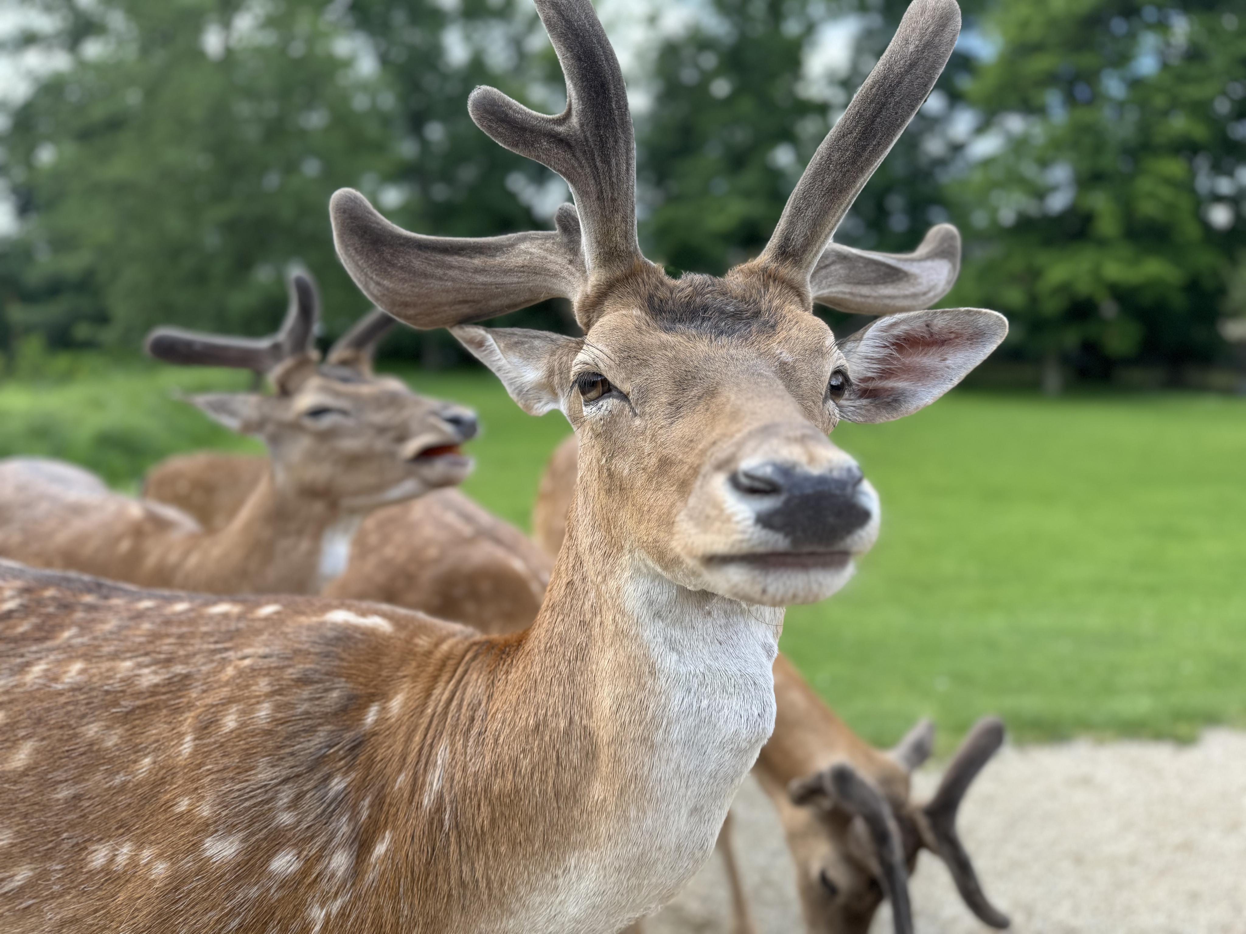 Hotel Na Panské foto 4