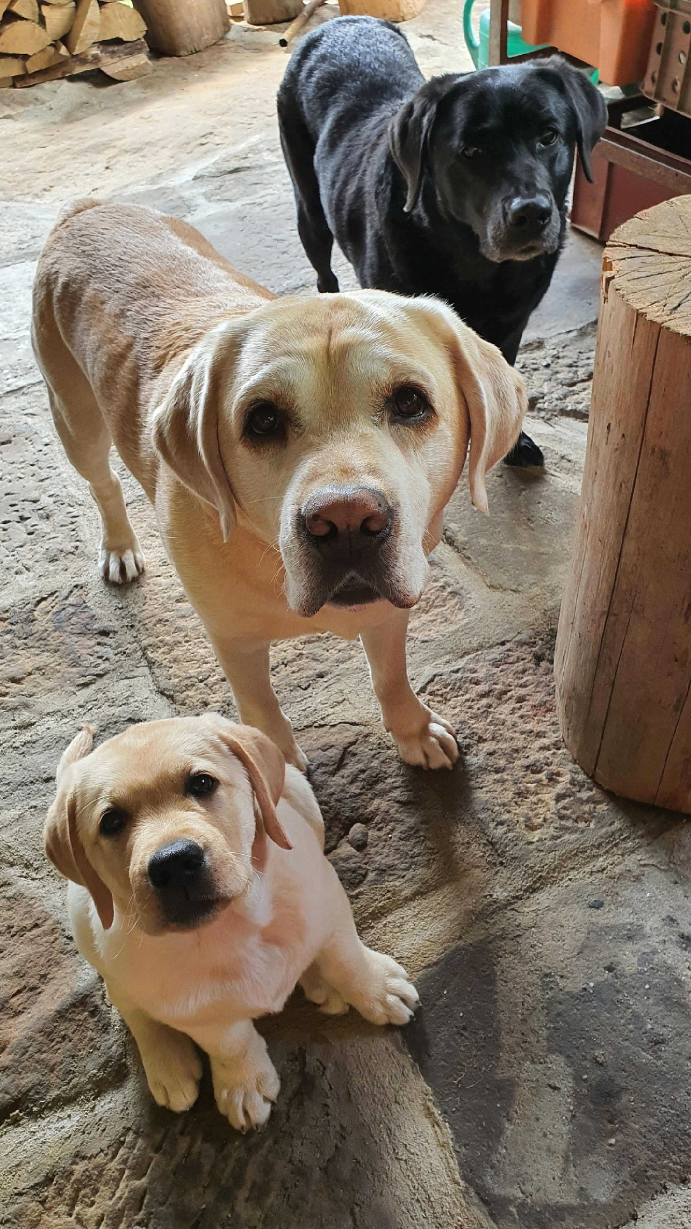 Klinika malých zvířat Hanzlík + Křeček foto 2