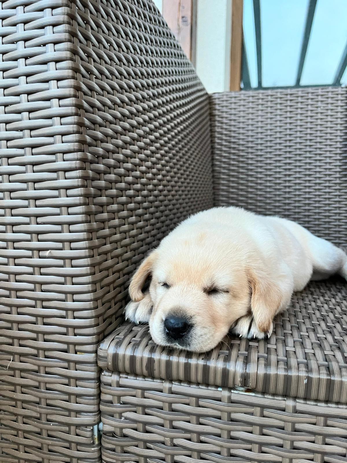 MVDr. Martin Masare - Veterinární ambulance foto 2