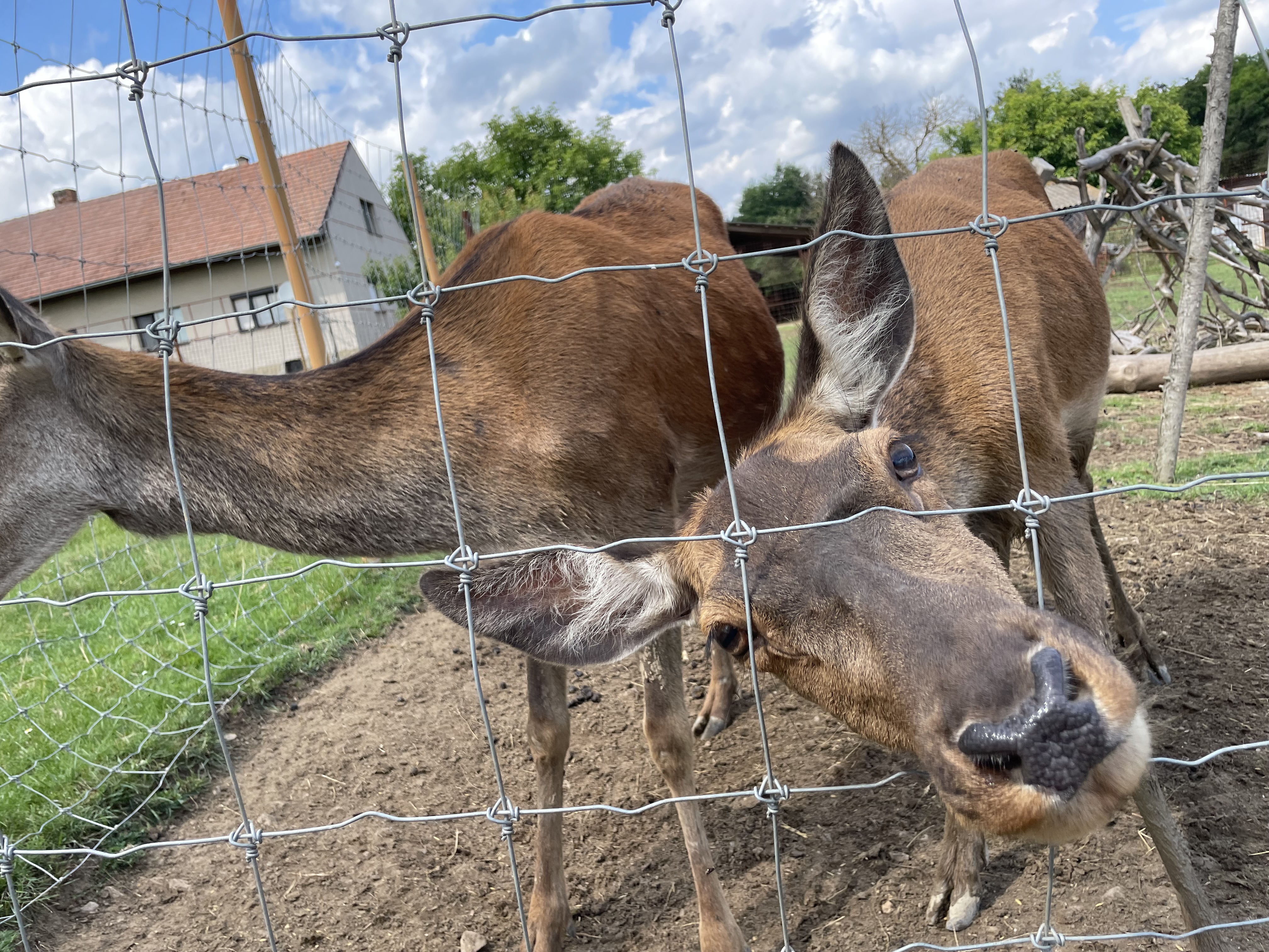 ZOOPARK jeleni Homole, z.s. foto 5