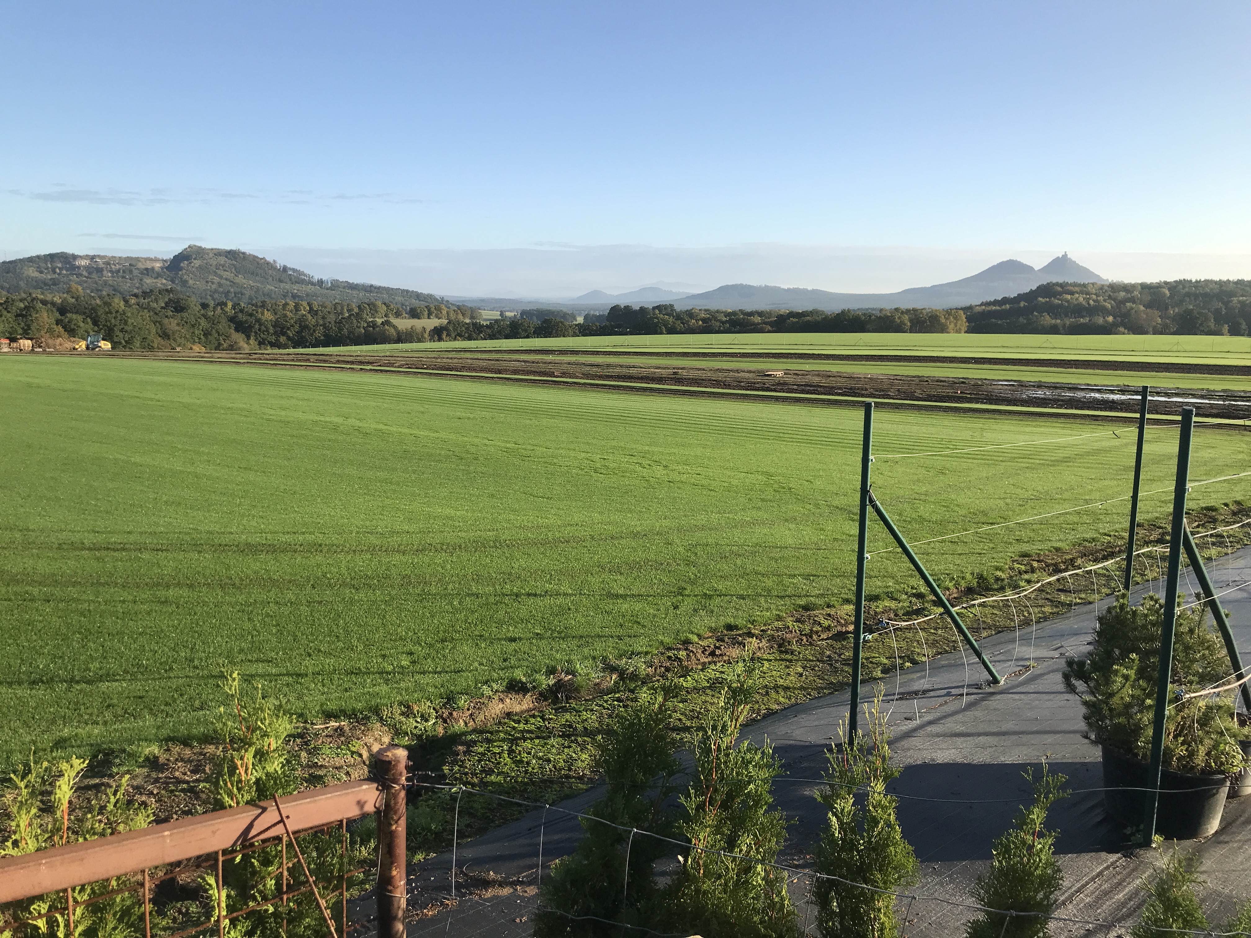 KMV - Travní a luční koberce foto 5