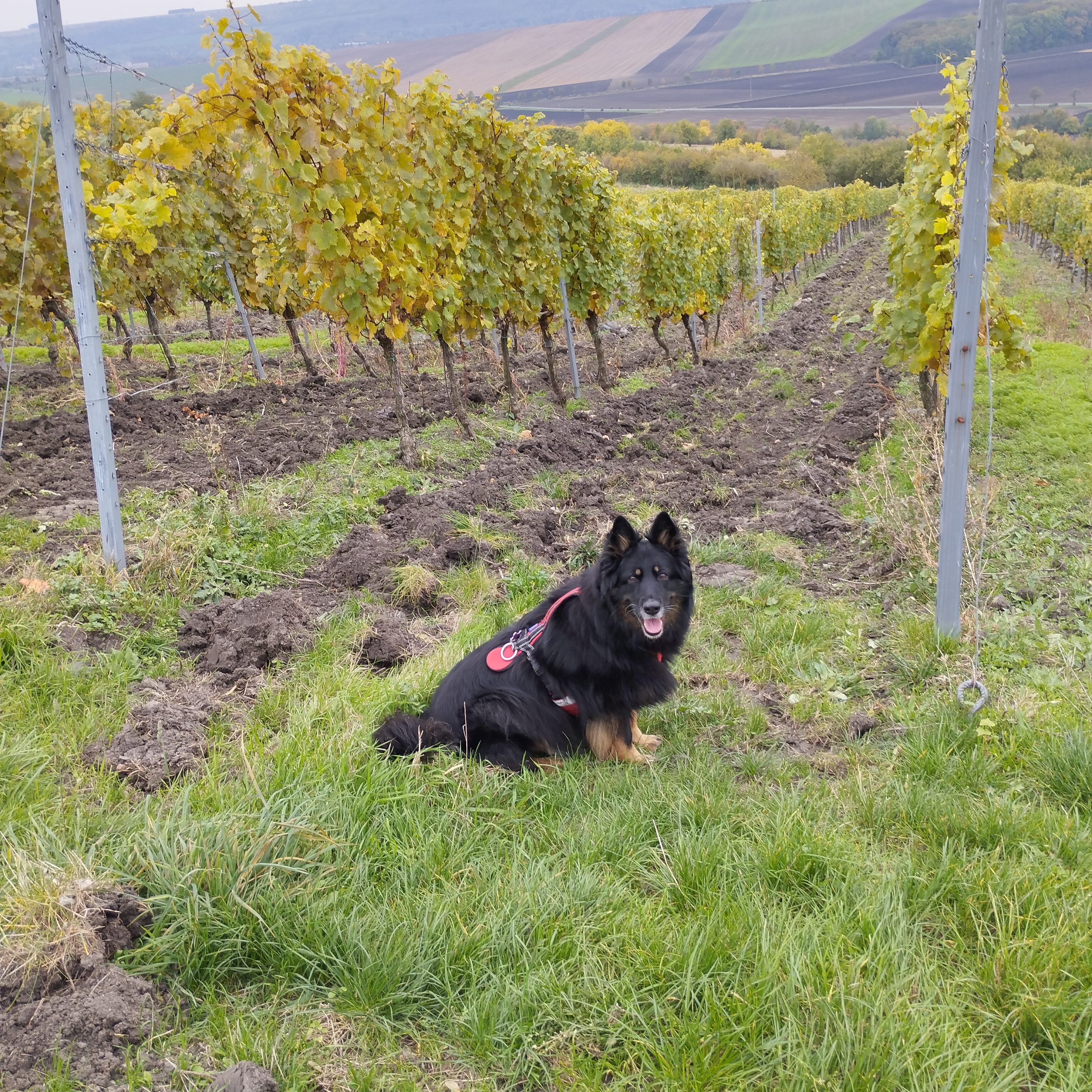 Stánek s občerstvením - Zámecké vinařství JOHANN W foto 5