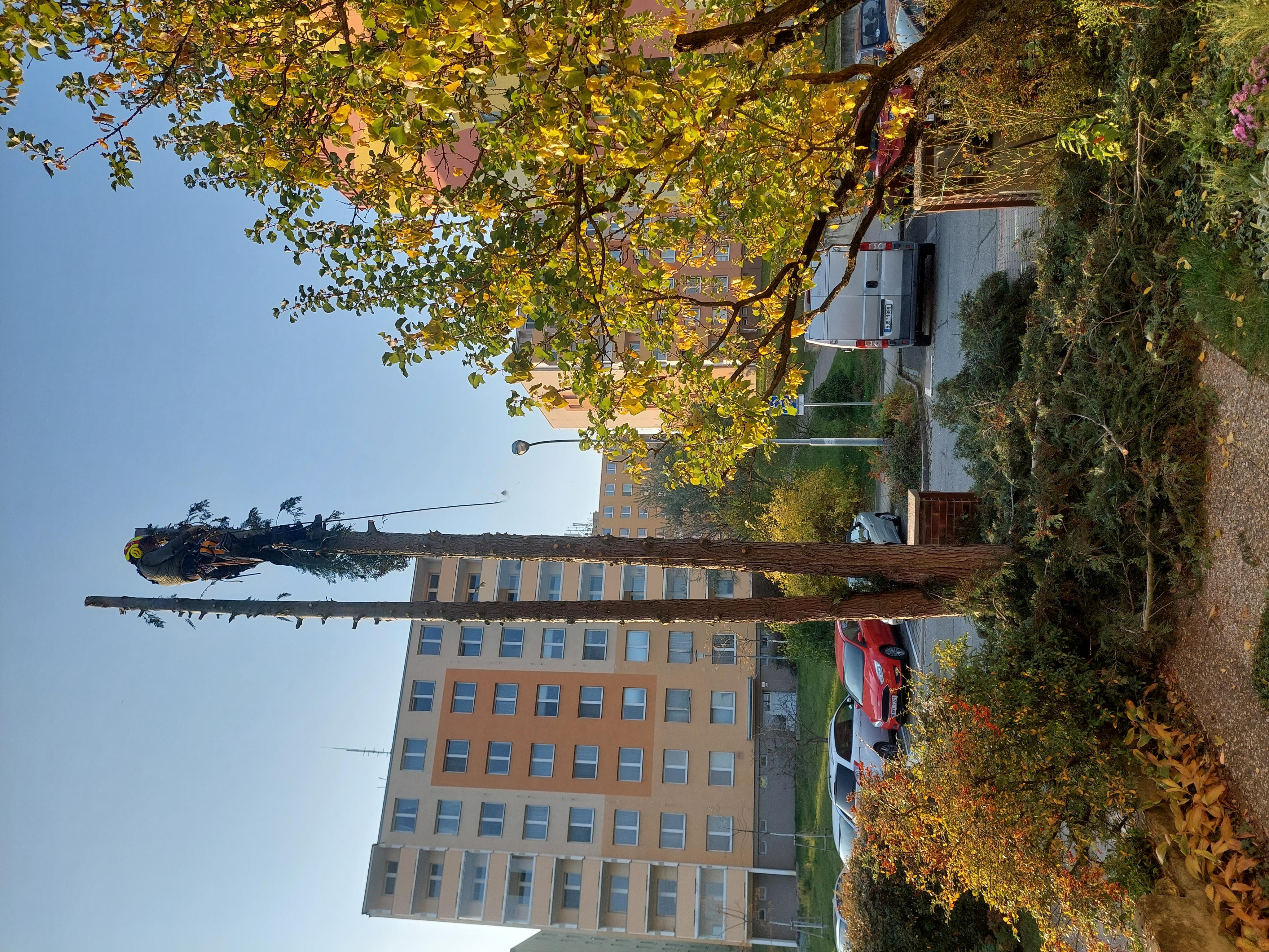 Kácení stromů Brno foto 6