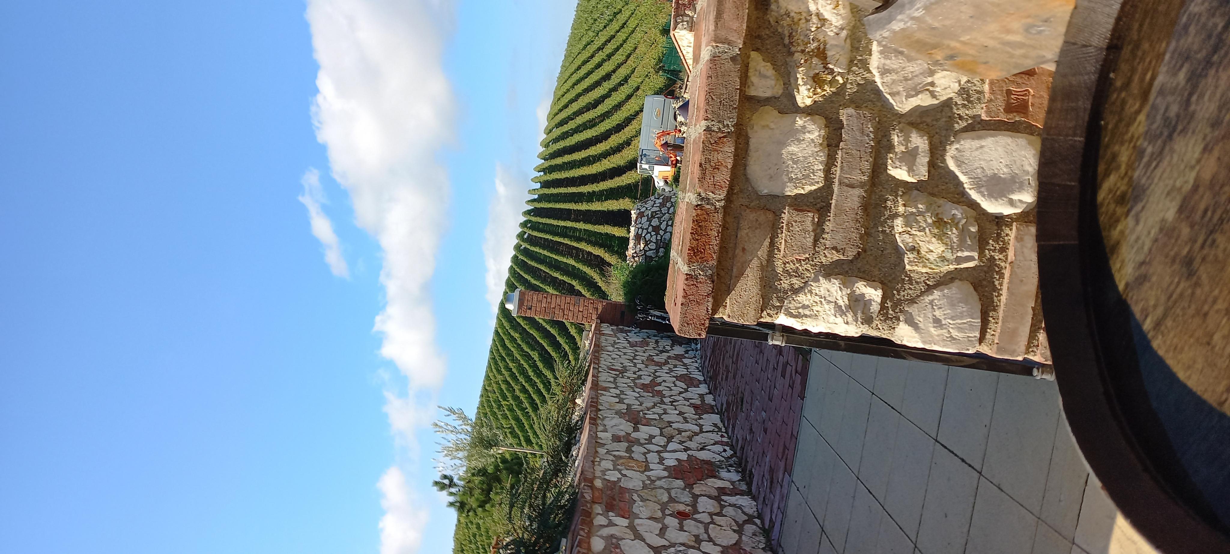 Moravčíkova vína, s.r.o. foto 2