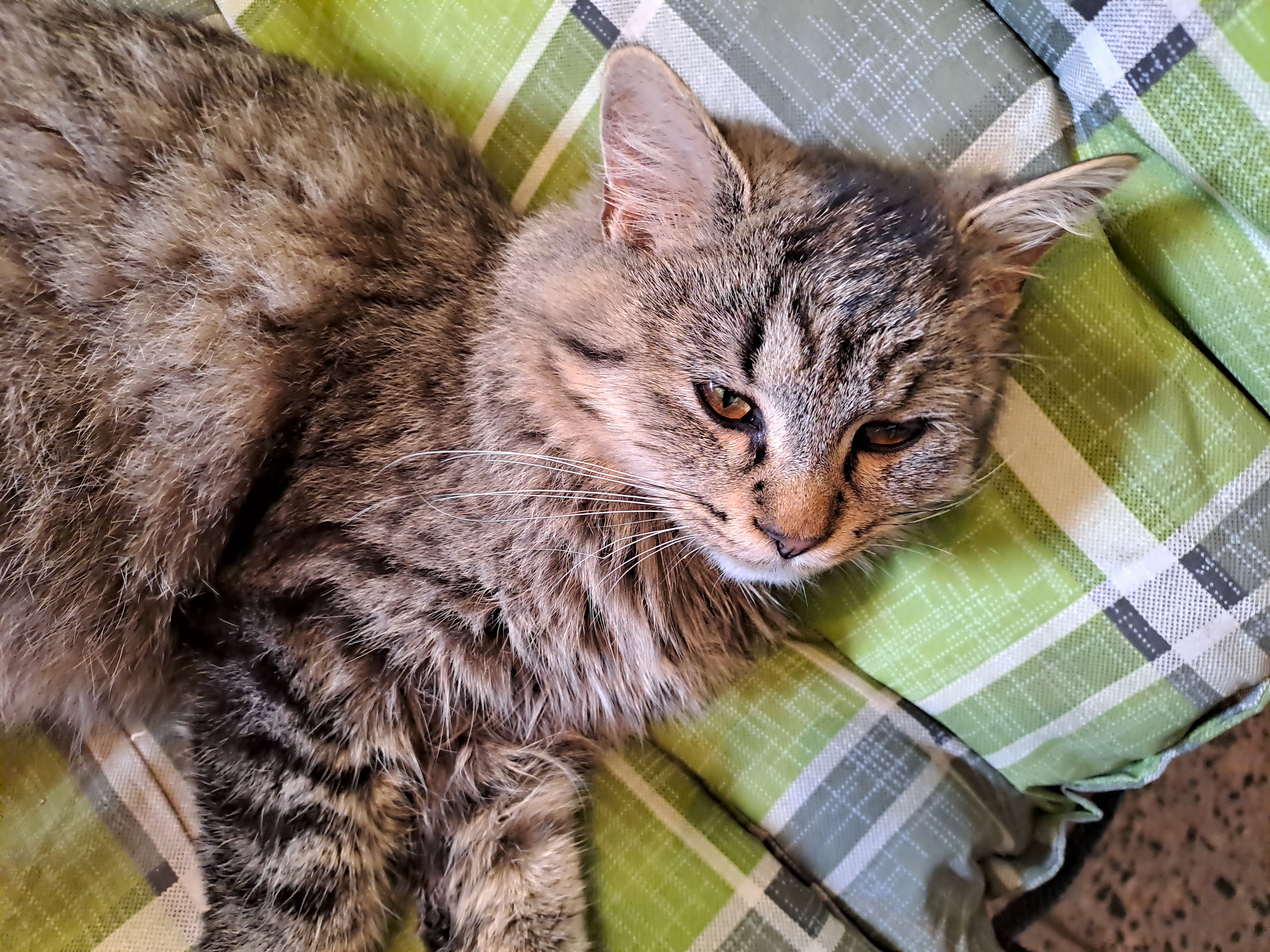 Milan Holý MVDr. foto 2