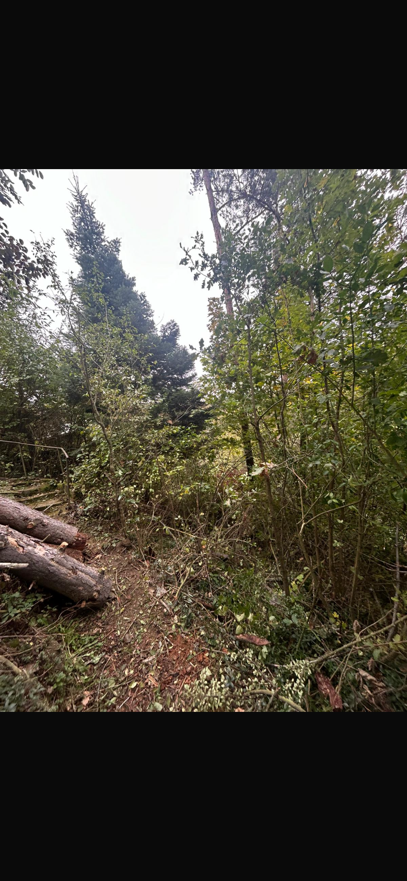 Rizikové kácení Richard Koudelka foto 4