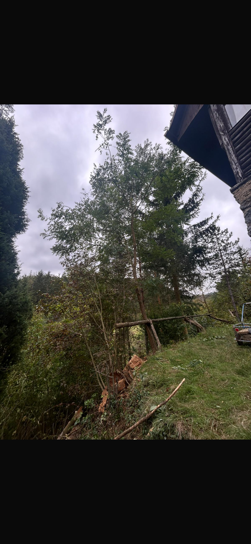 Lanaři.cz - výškové a arboristické práce foto 5