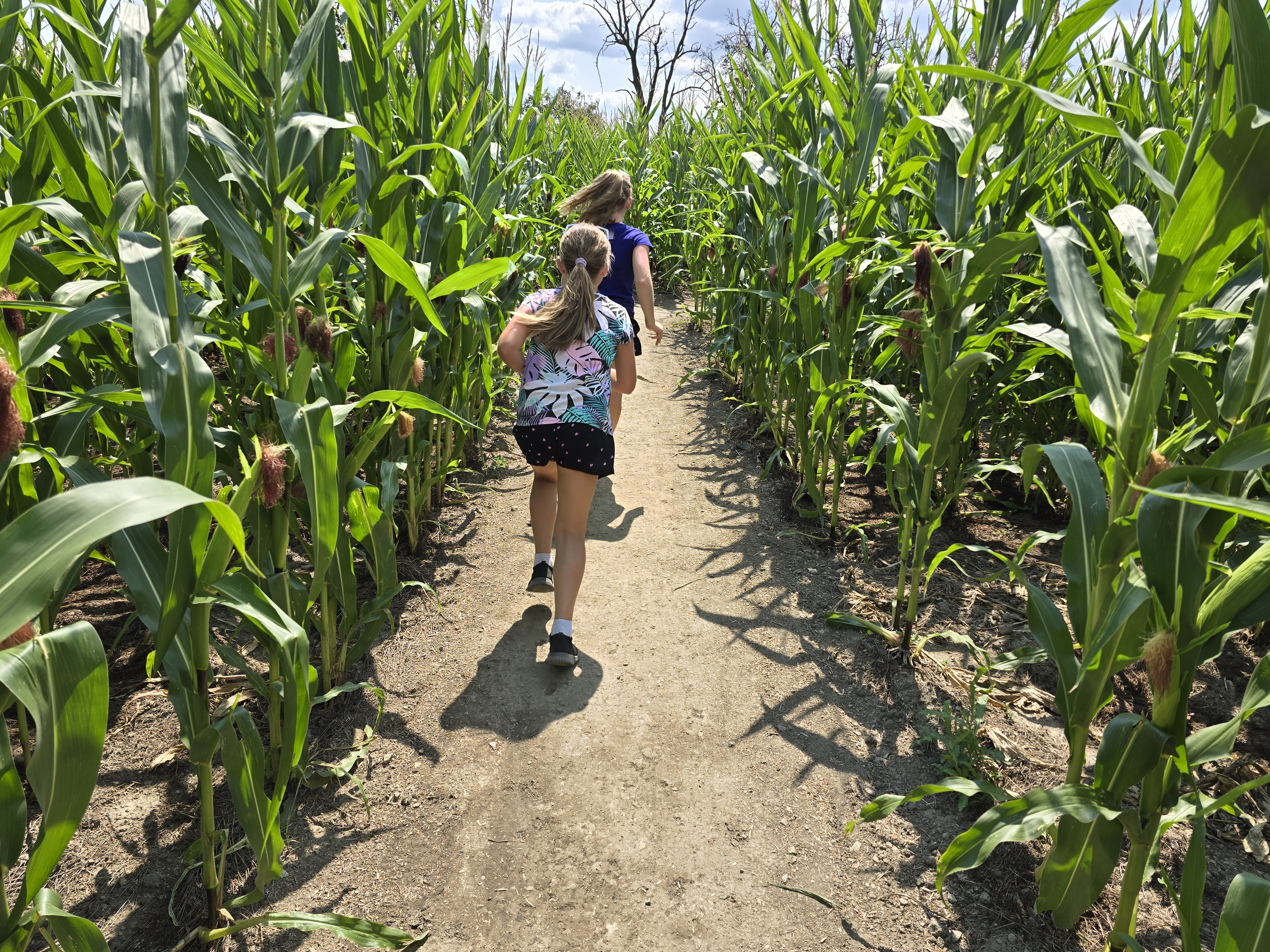 Kukuřičáci – Obří kukuřičné bludiště Netřeby foto 6