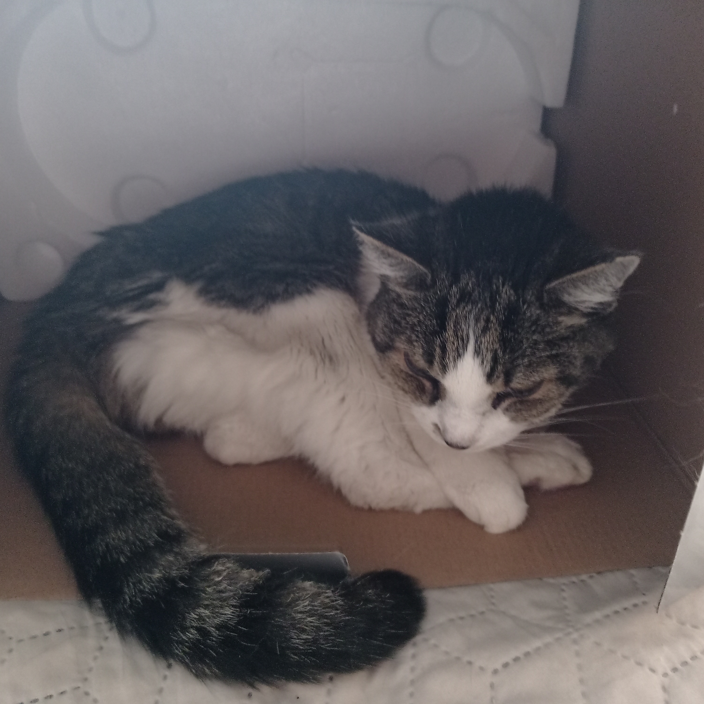 H-VET spol. s r.o. foto 5