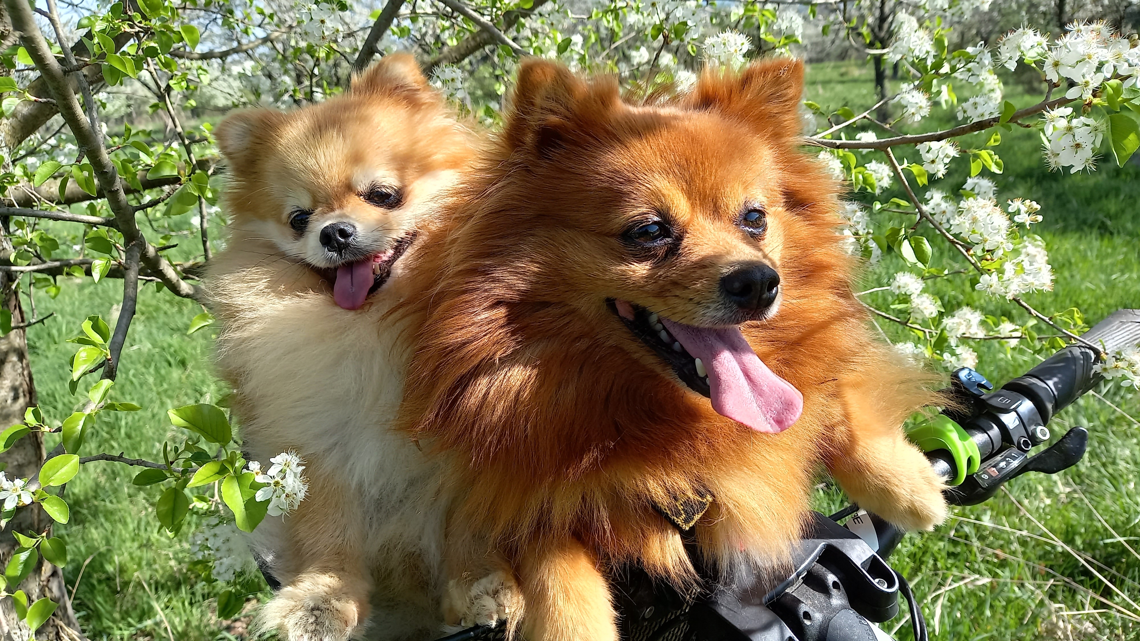 Veterinární klinika - MVDr. Tomáš Barbořík foto 2