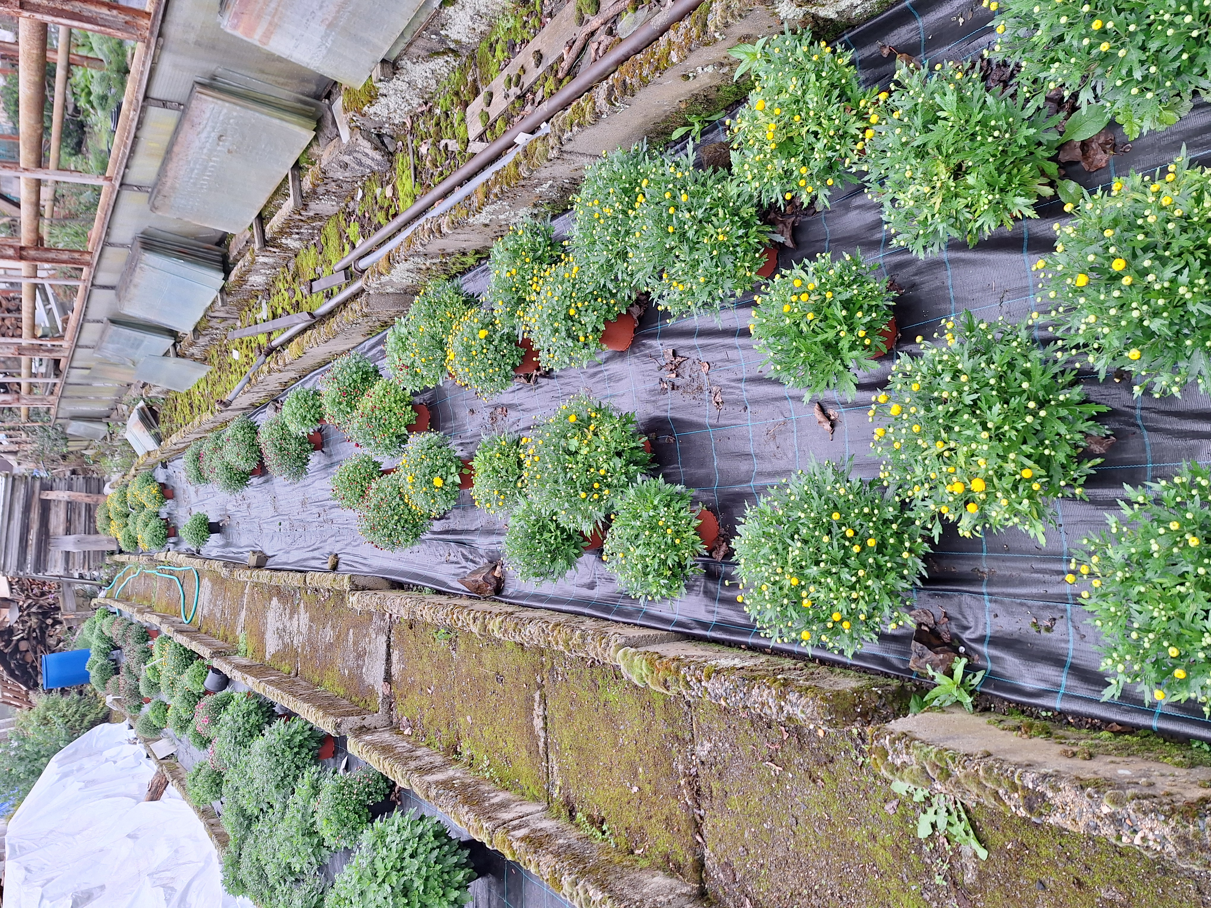 Zahradnictví Josef Mácha foto 4