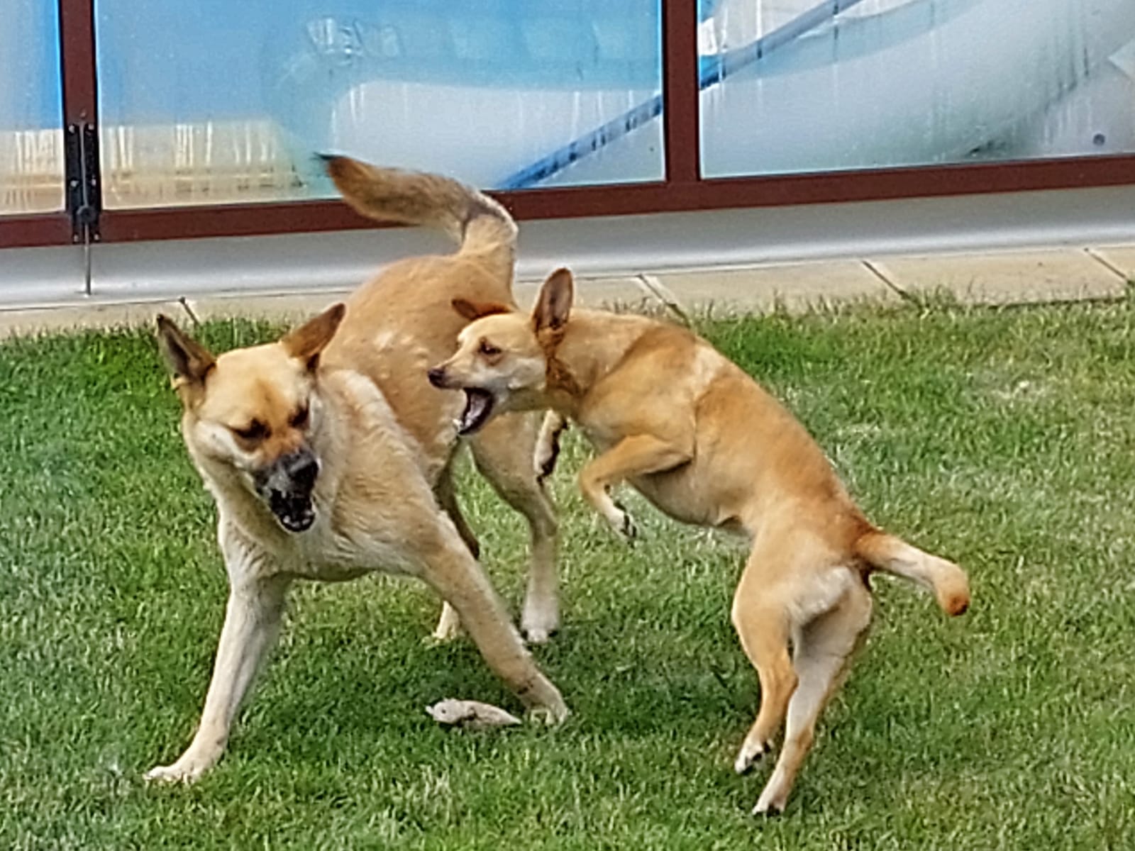 MVDr. Daniela Králová - VETERINA TŘI V JEDNOM foto 3