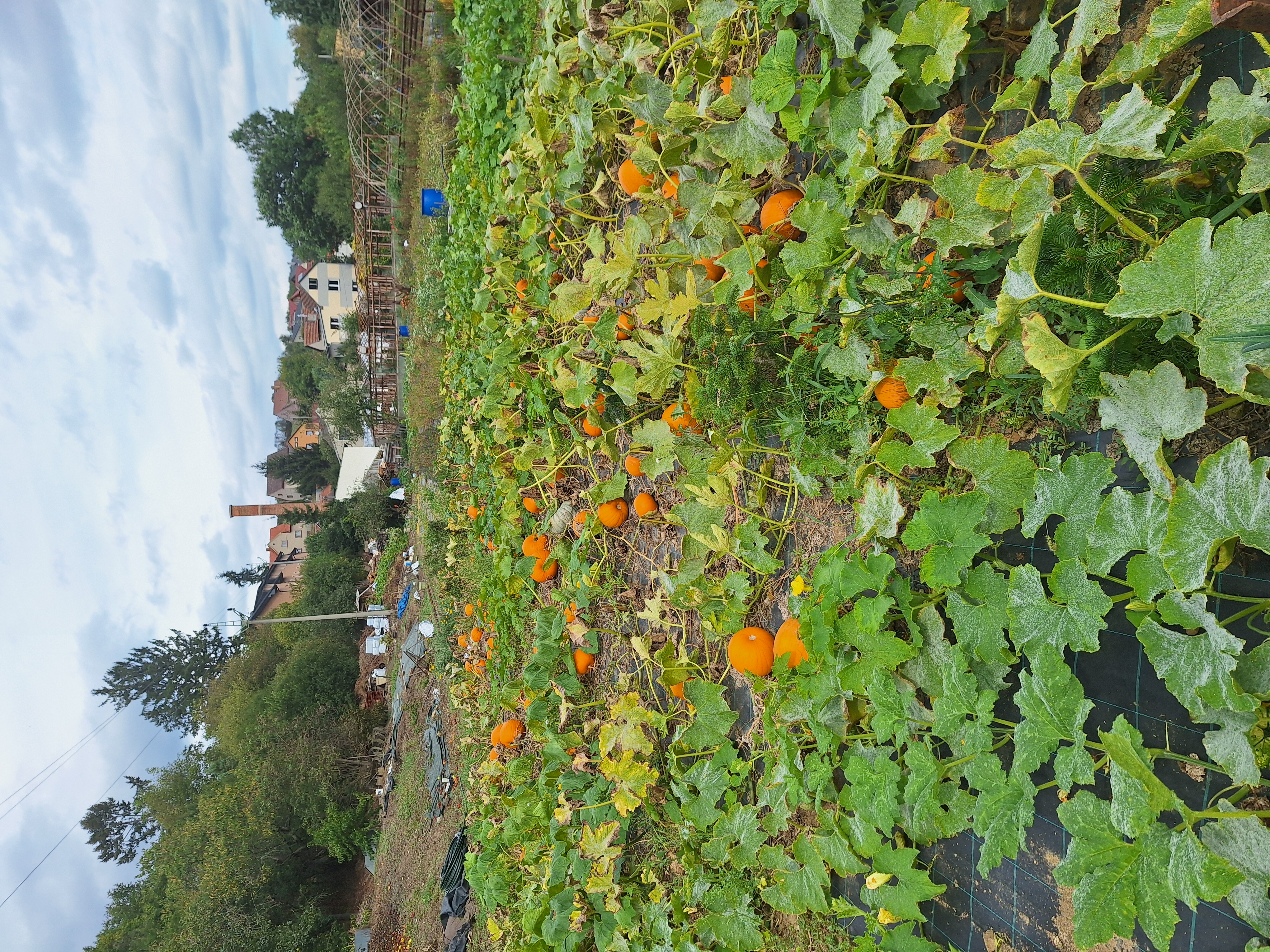 Zahradnictví Josef Mácha foto 5