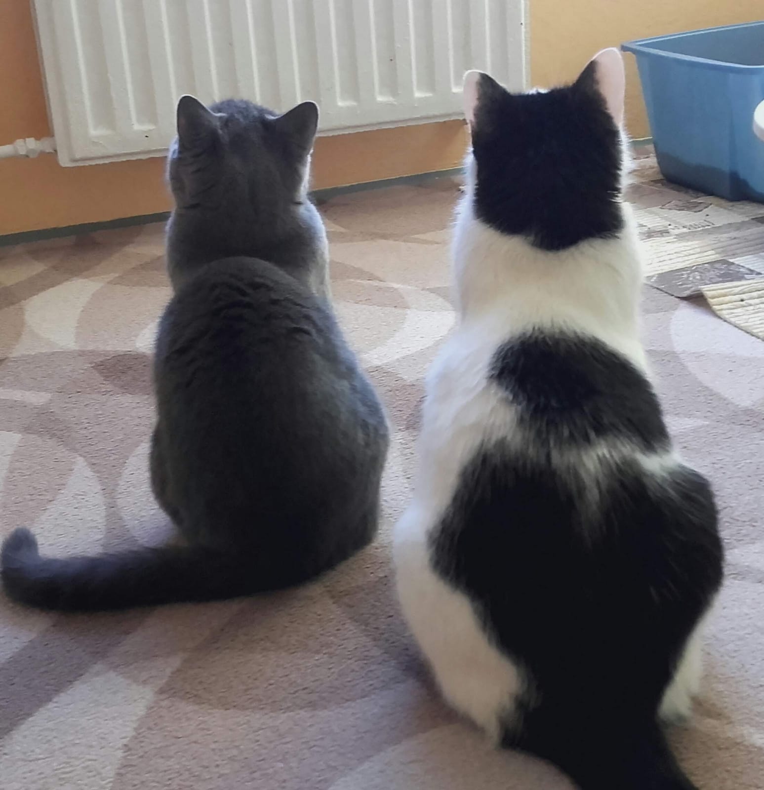 Veterinární ordinace MVDr. Luděk Veselý foto 2