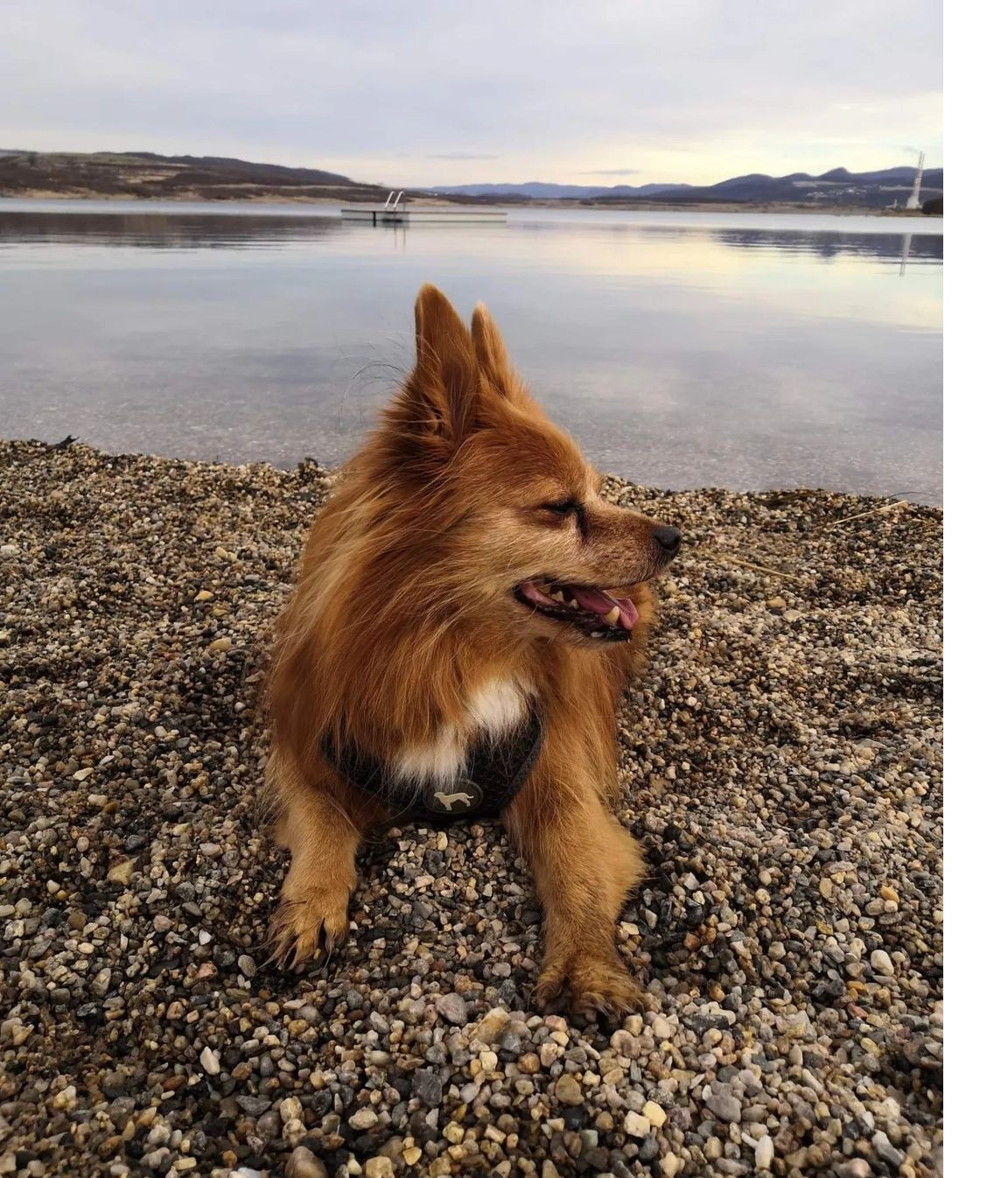 Jaroslava Korbelová - hotel pro malé psy foto 2