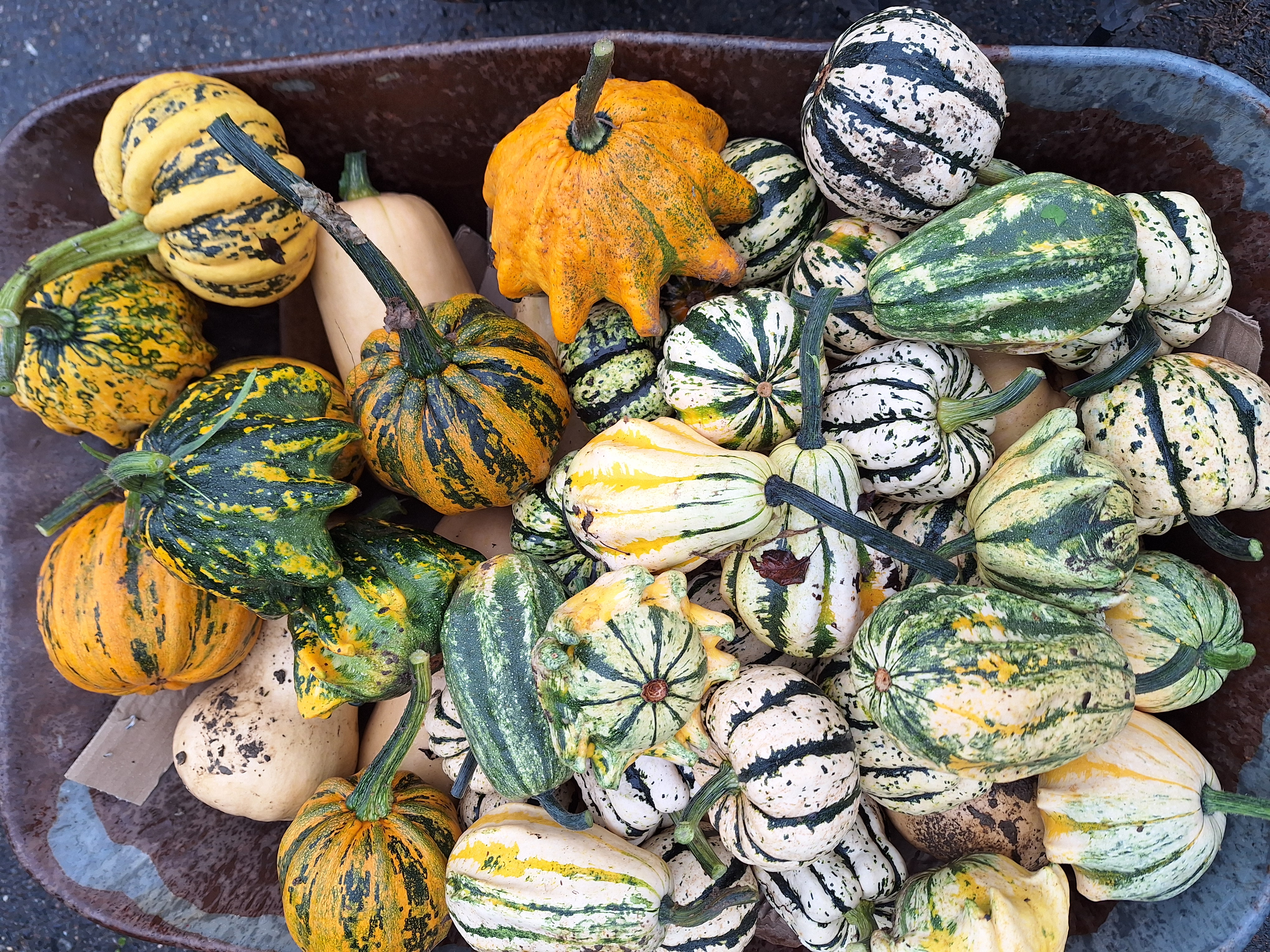 Zahradnictví Josef Mácha foto 6