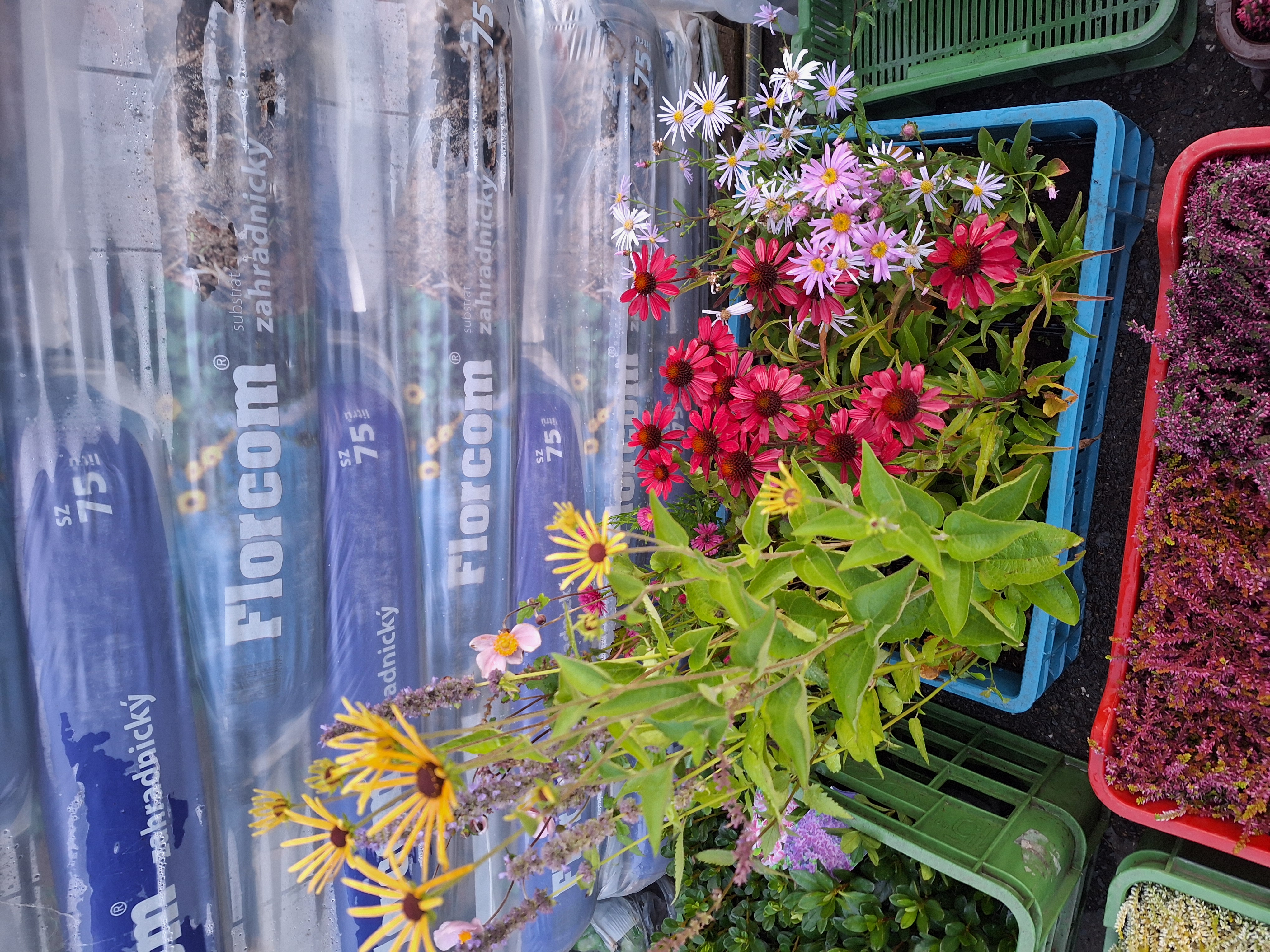 Zahradnictví Josef Mácha foto 3