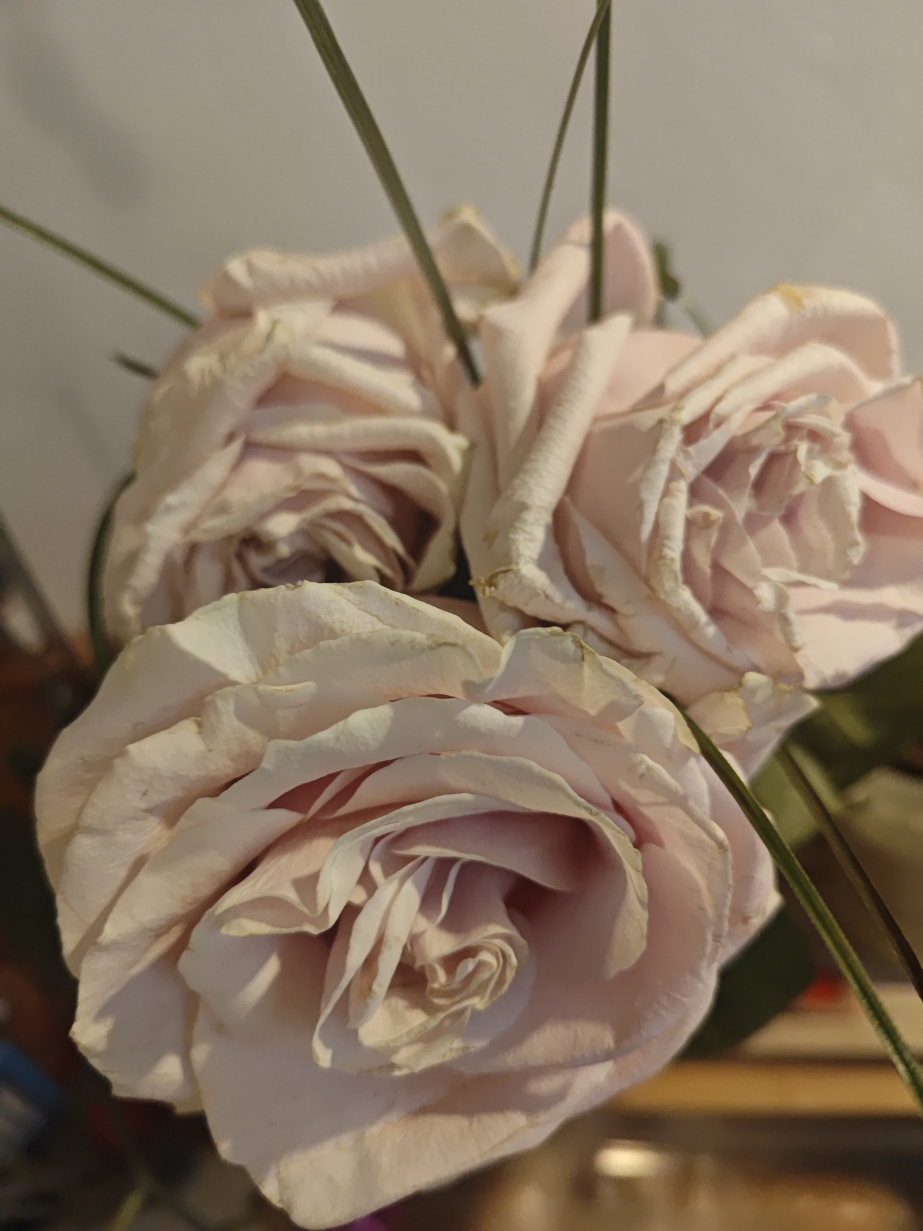 Flamengo květiny foto 2