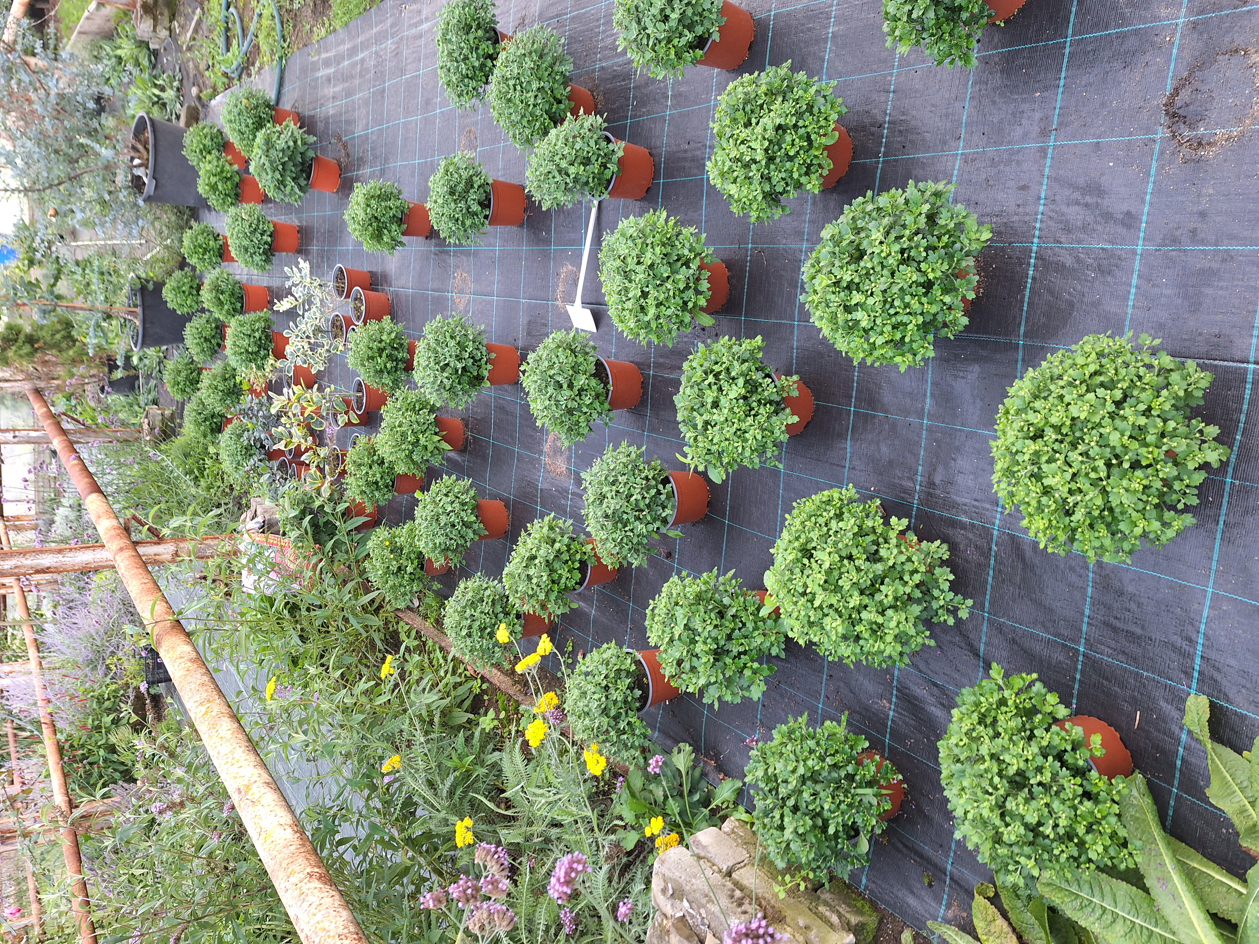 Zahradnictví Josef Mácha foto 2