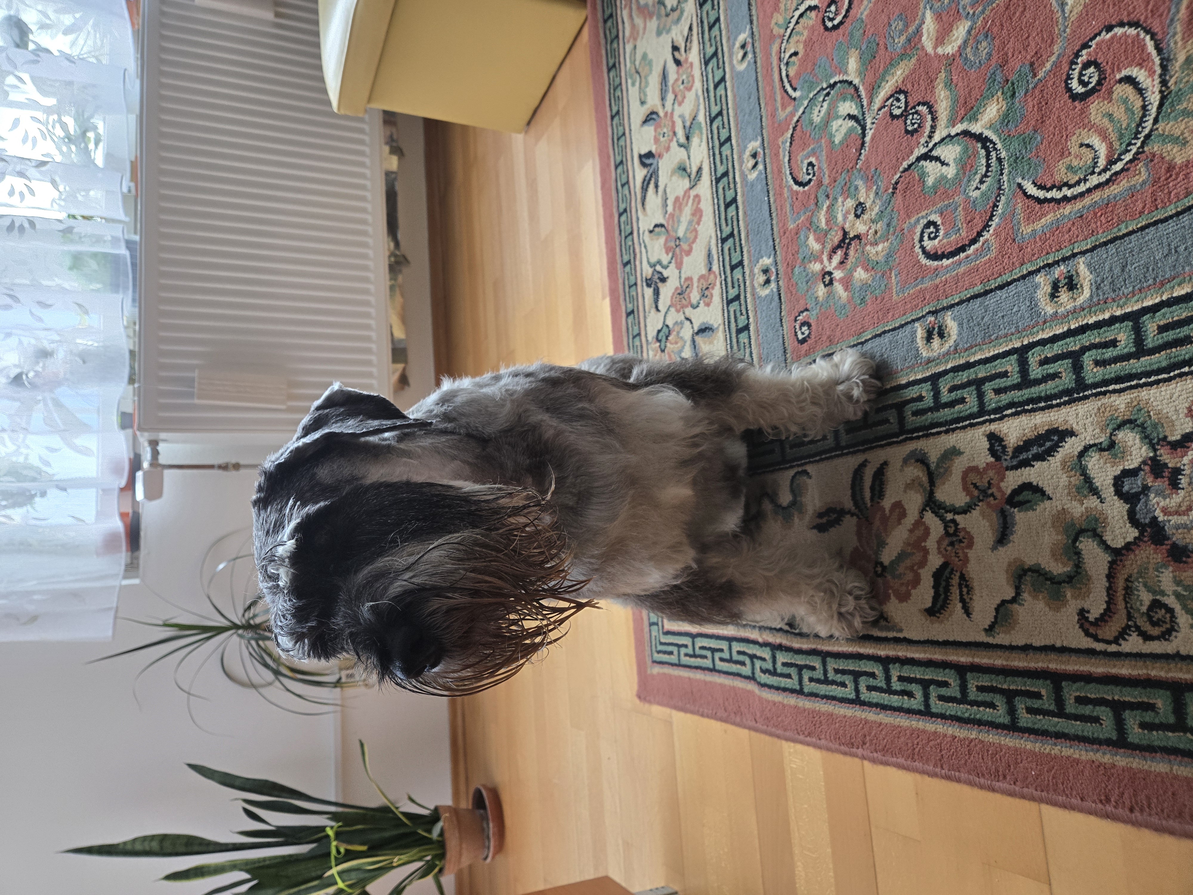 FAJNý salon pro psy foto 6