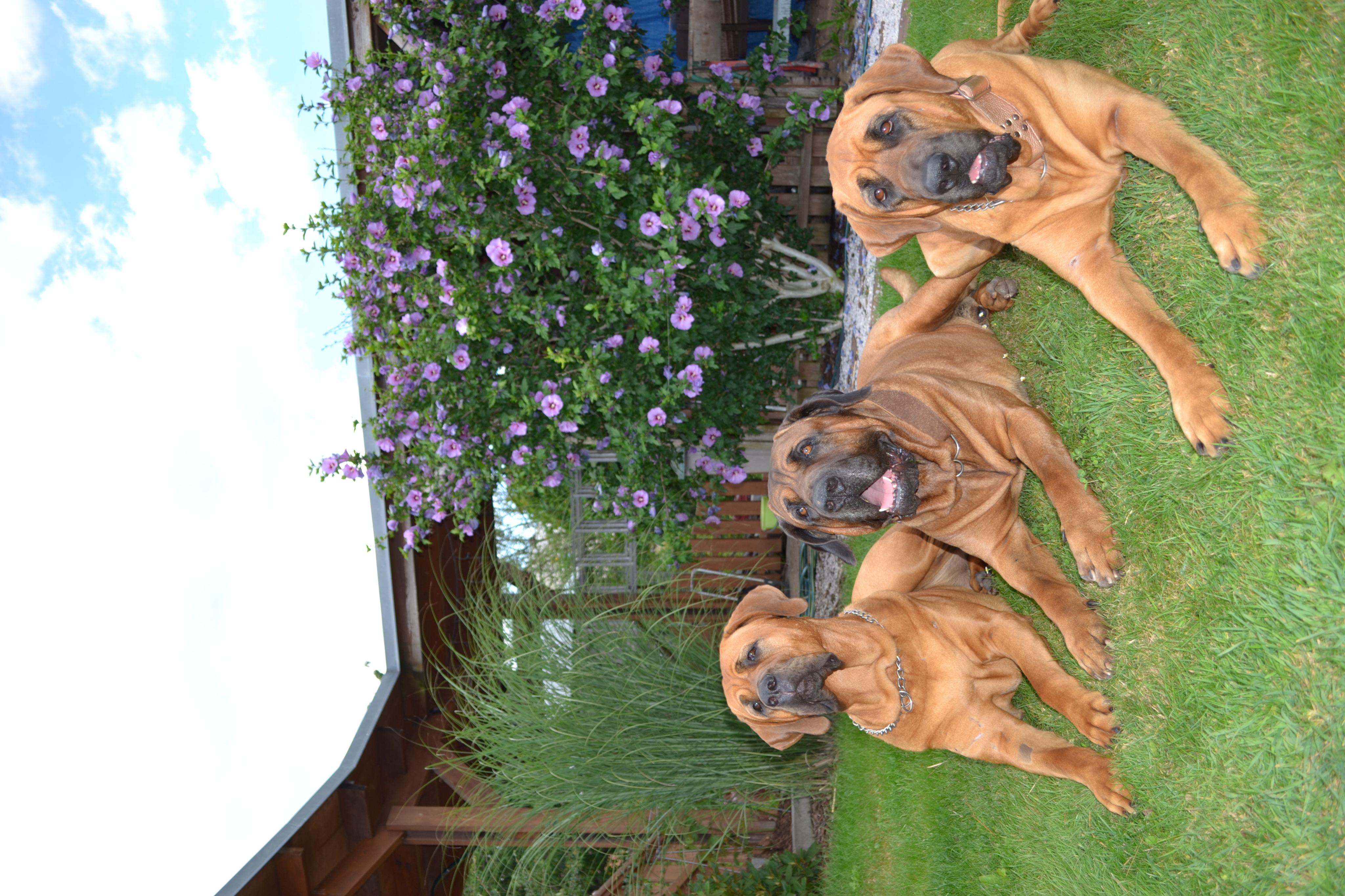 SKAVET+ MVDr. Jan Čermák foto 2