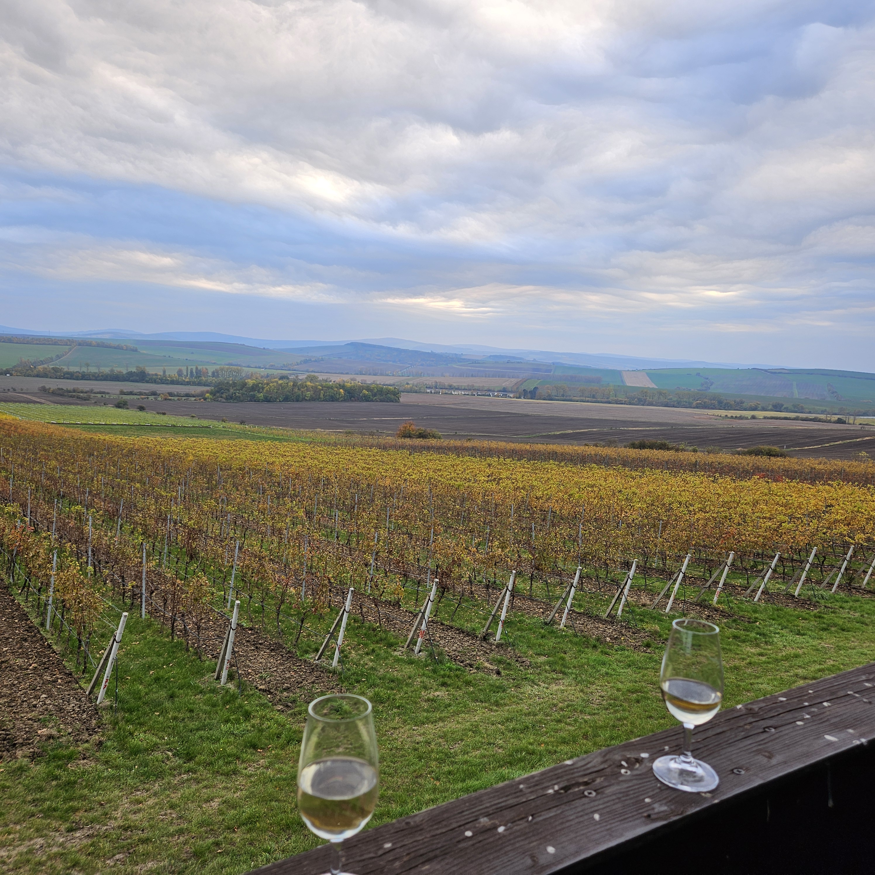 Vinotéka a penzion VÍNO HRUŠKA foto 3