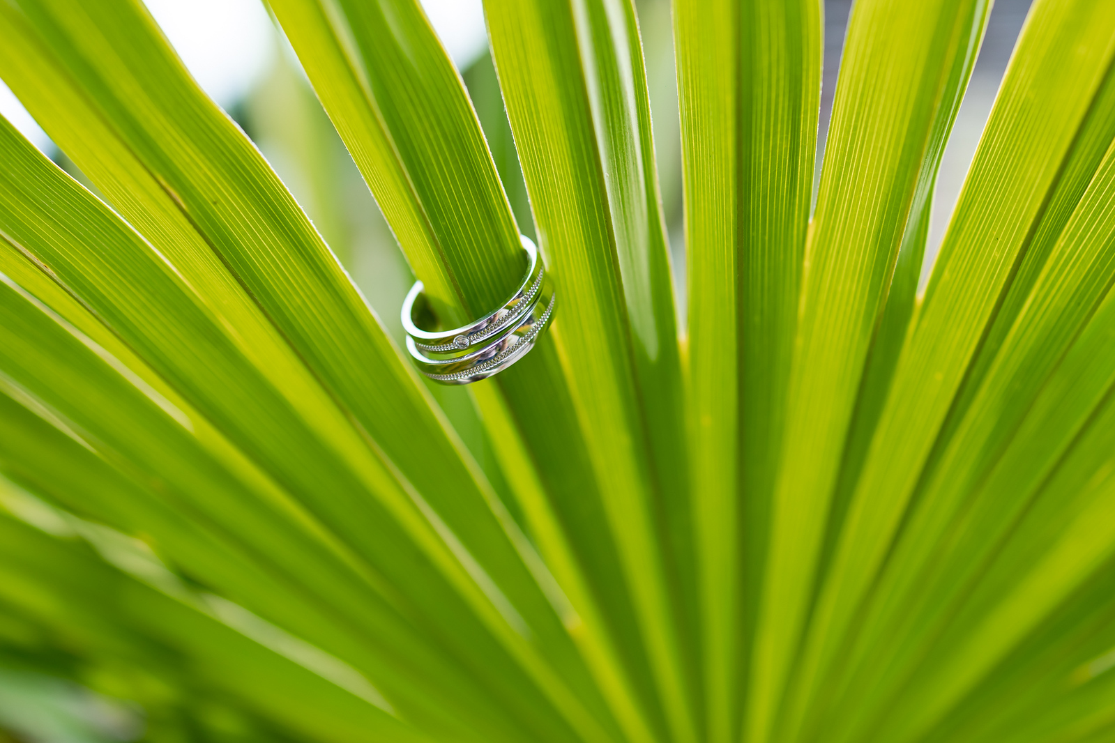 martinkabrt.cz - fotografie a grafika foto 6