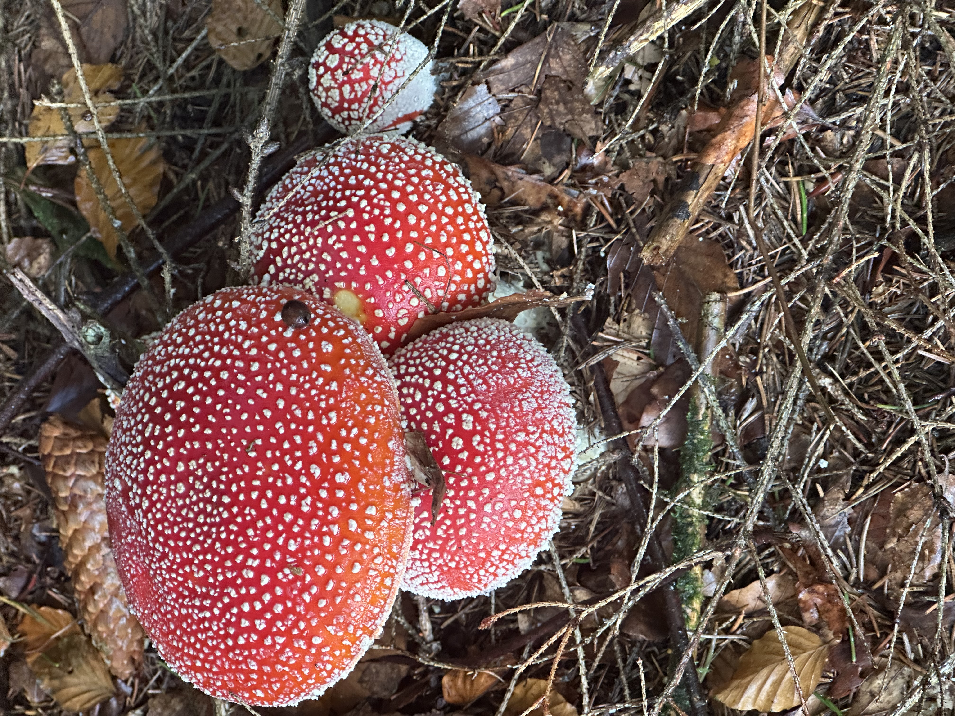 Penzion Pod Hradem foto 3