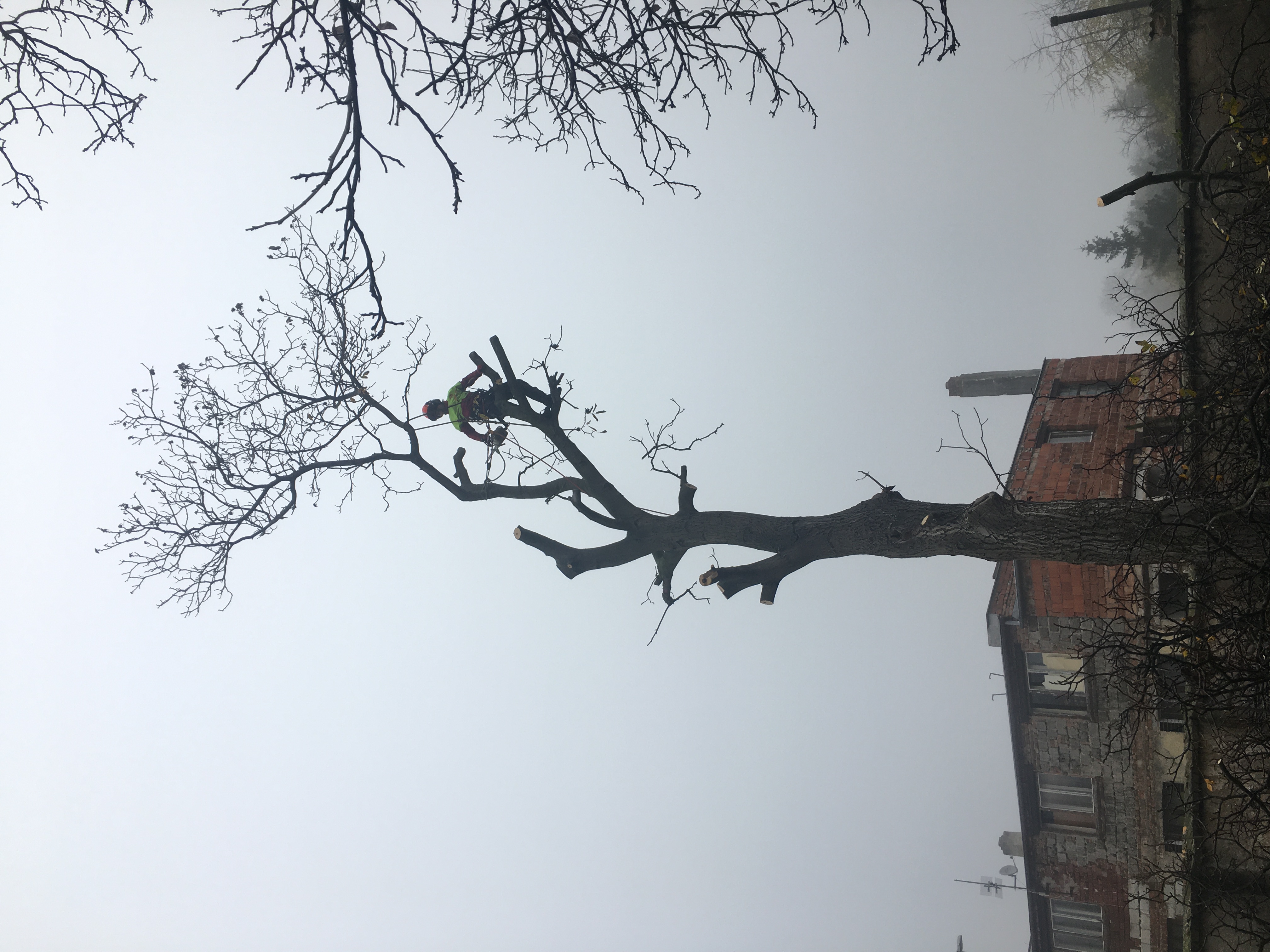 Tomáš Perutka - arboristické práce foto 4