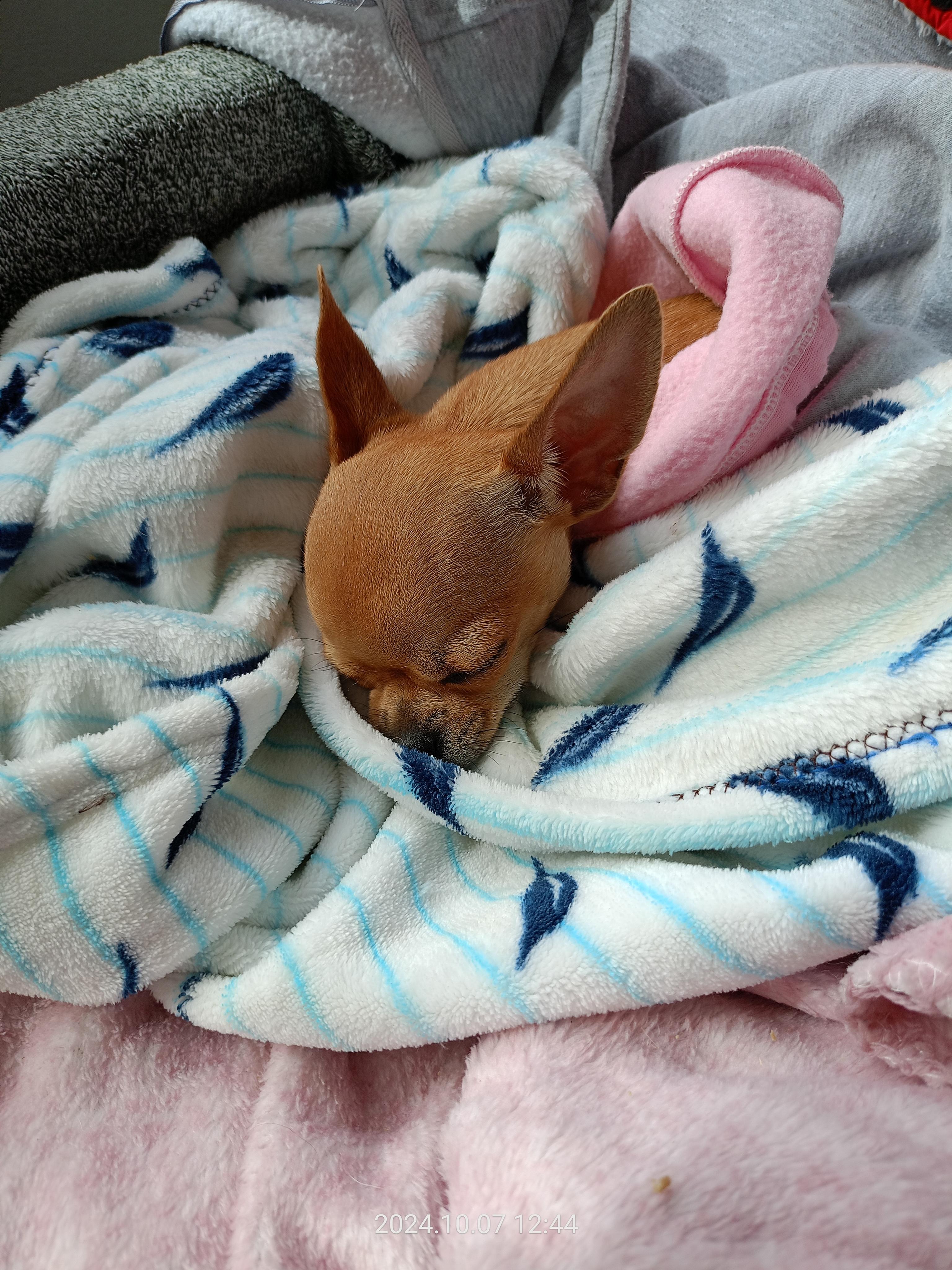 Veterinární ordinace MVDr. Kateřina Koursari, Ph.D. foto 6