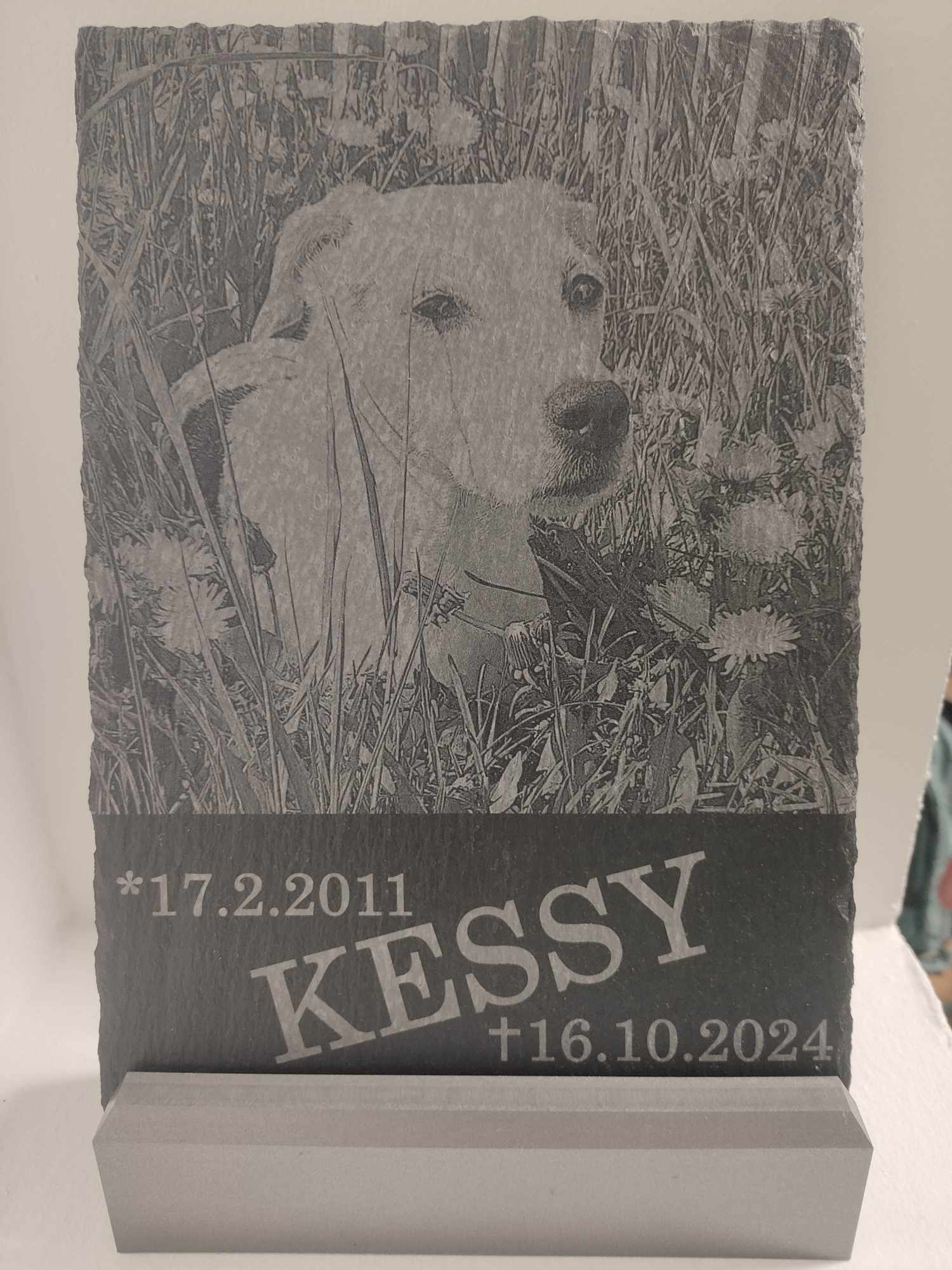 Veterinární klinika - MVDr. Petr Vymazal foto 3