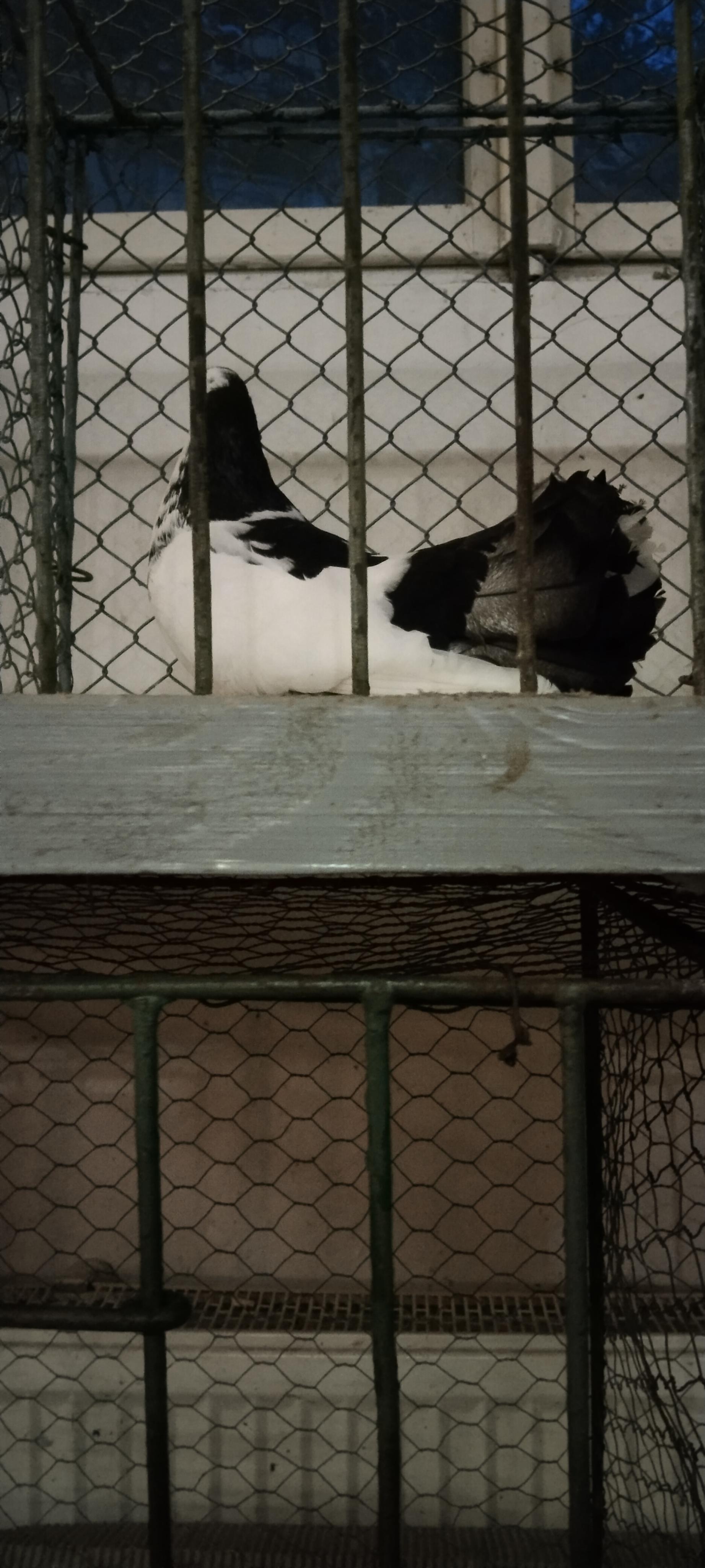 Chovatelské trhy - ČSCH Ostrava Michálkovice foto 3