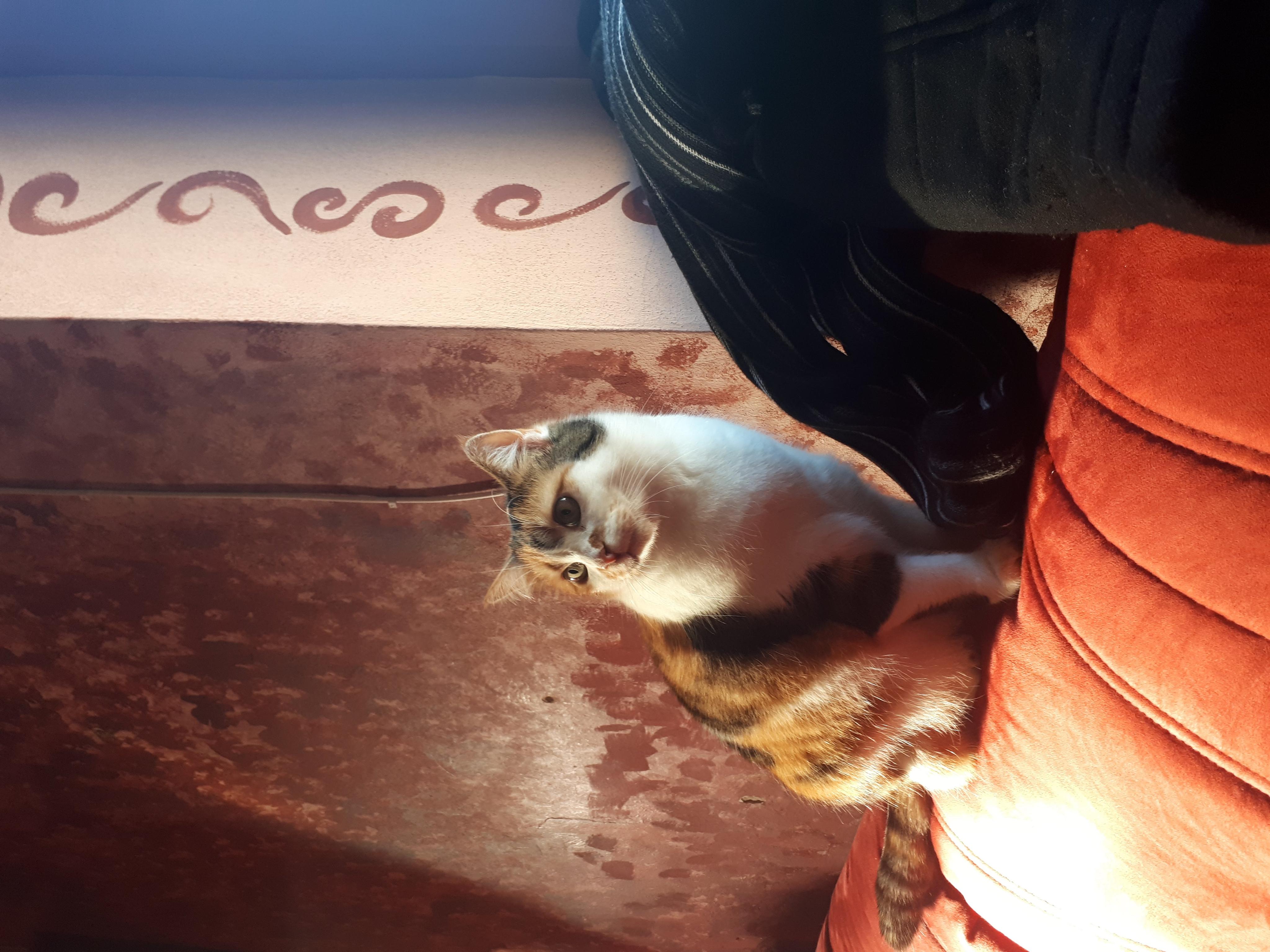 Čajovna U Kamenný želvy foto 6