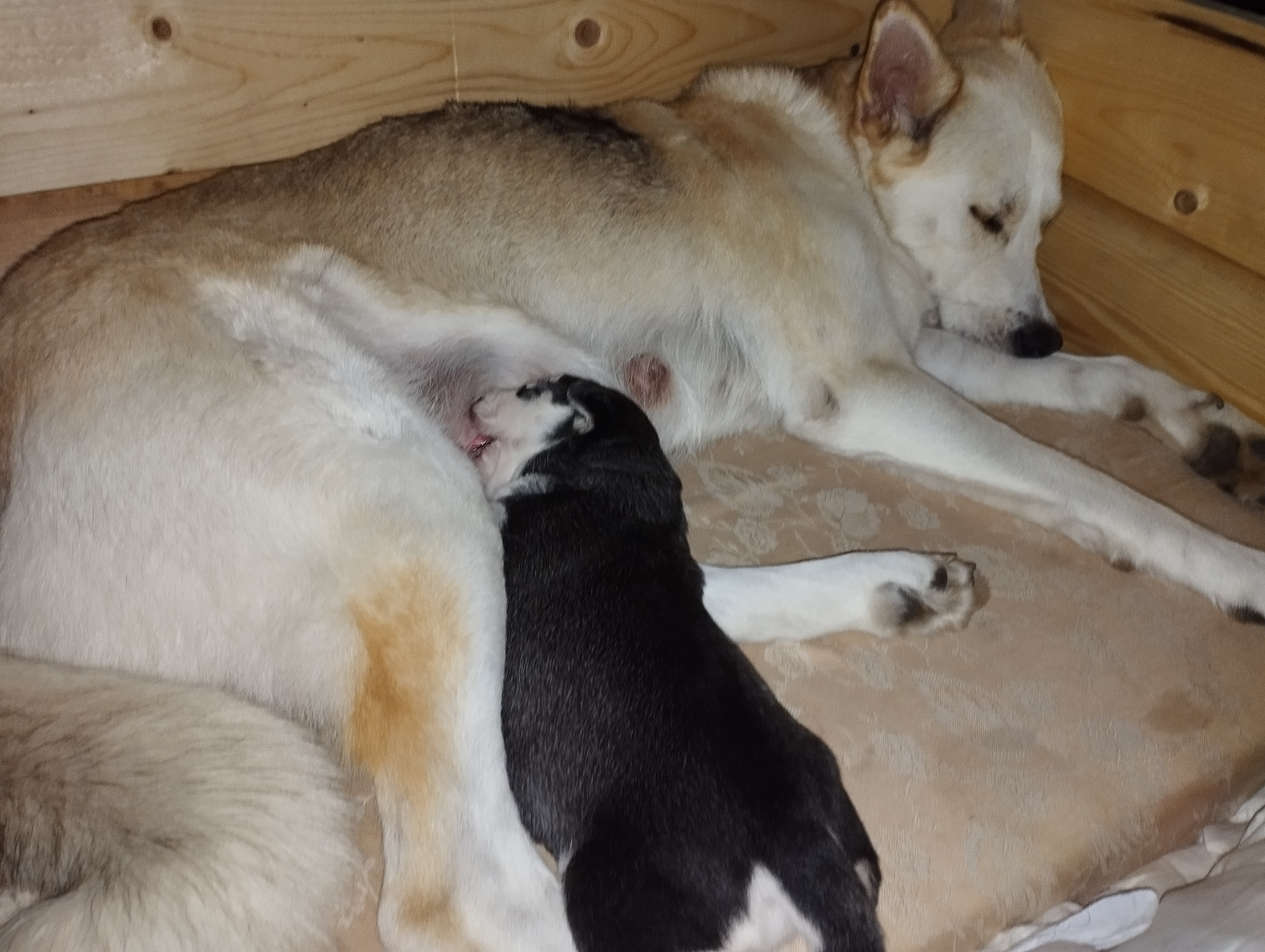 MVDr. Jan Vojta - všeobecná veterinární činnost foto 2