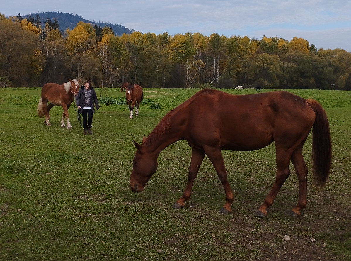 Jízdárna Divišov u Sušice foto 6