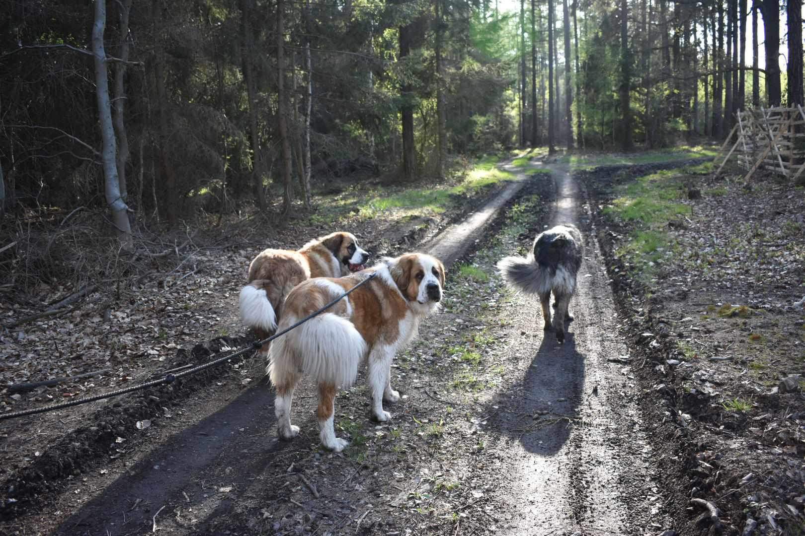 Výchova psů Evgeniya Karlova foto 2