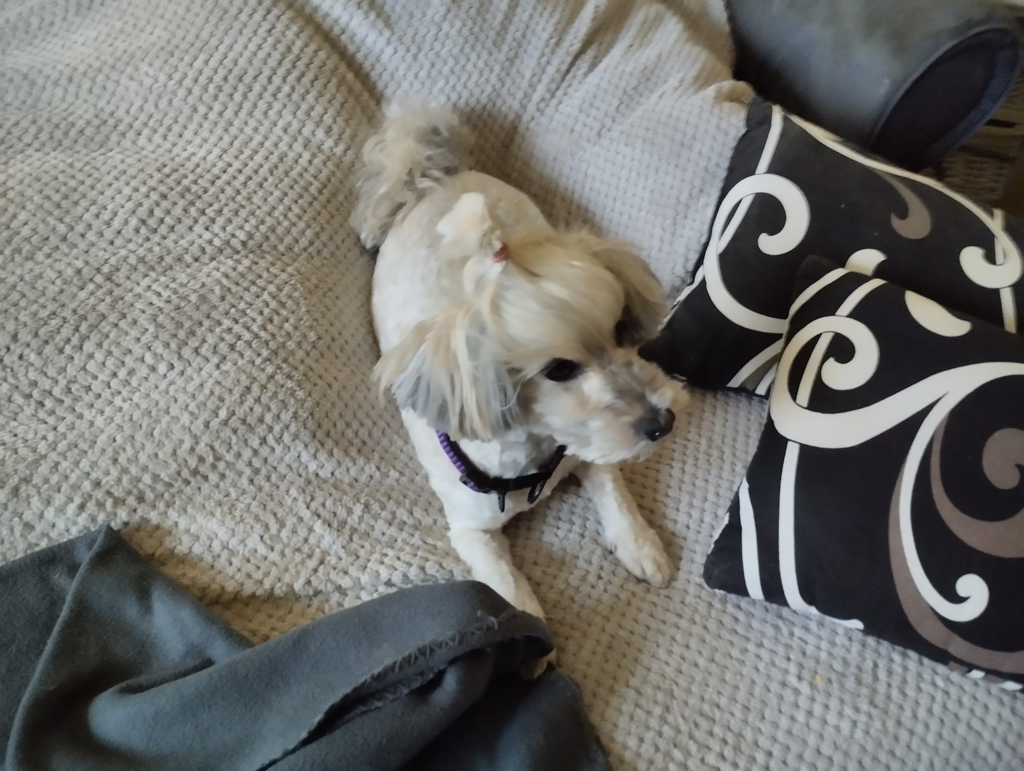 Psí salón PEGGY foto 5