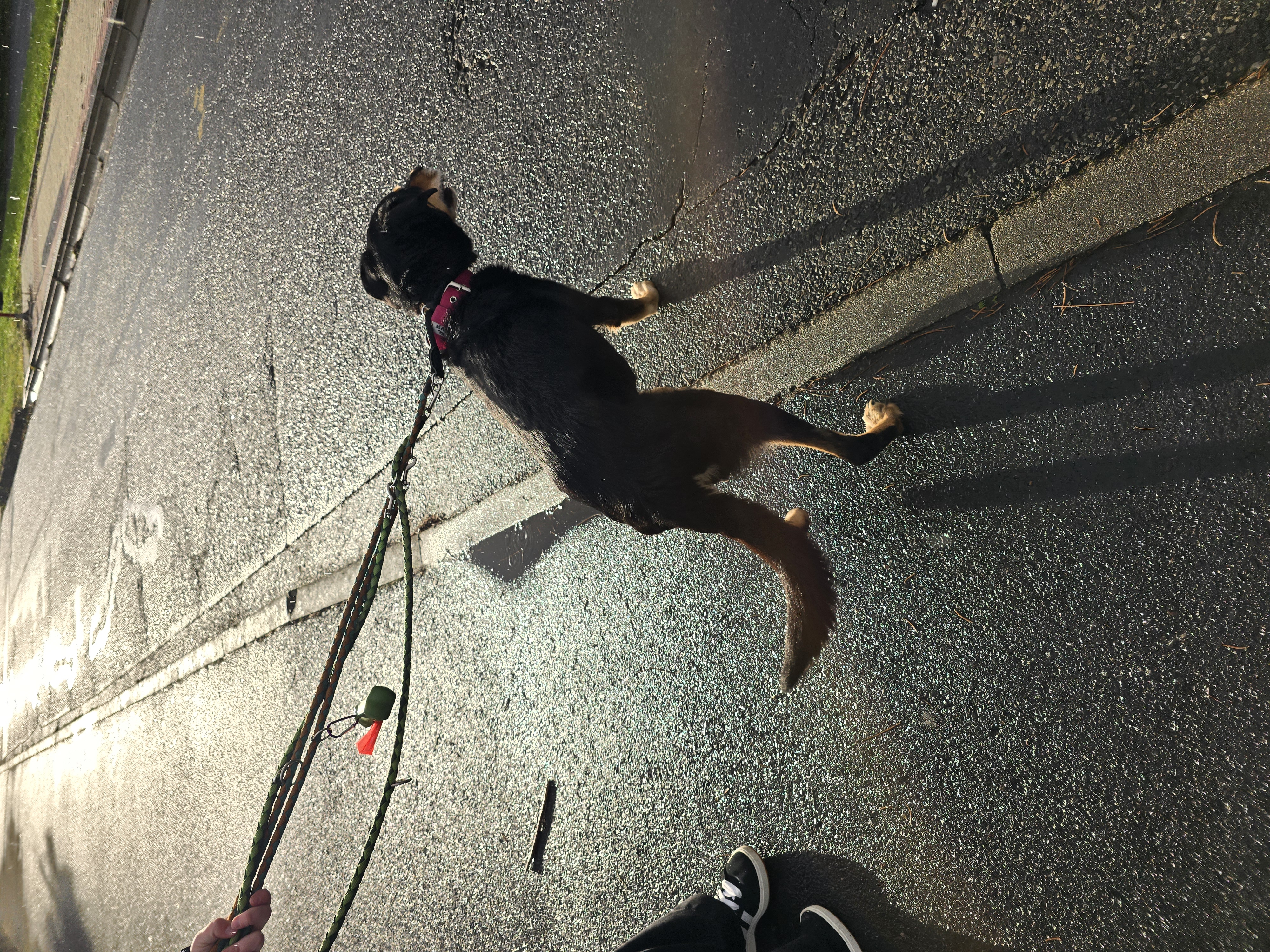 Útulek DogPlanet Mělník foto 3