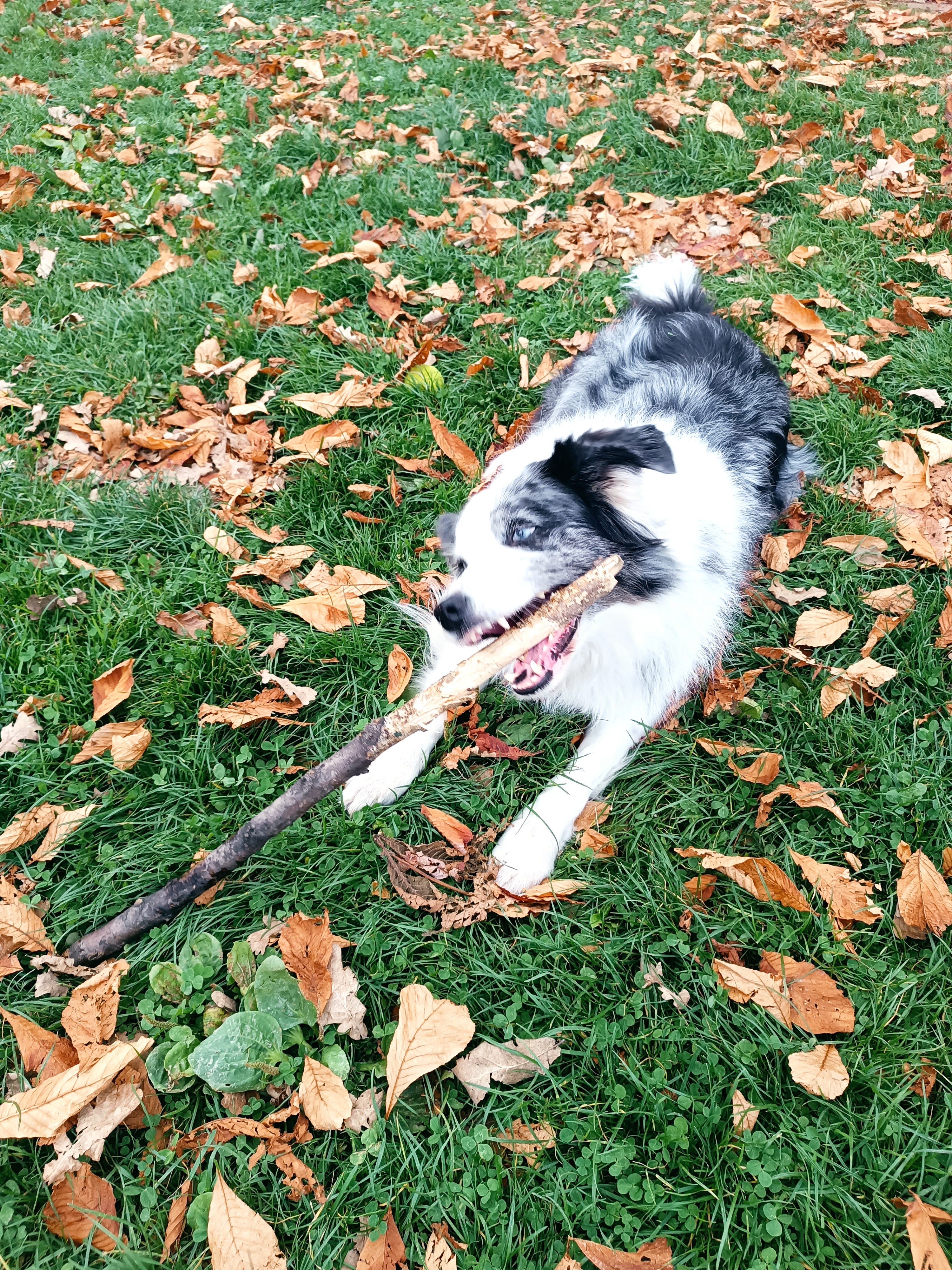 VETERINA ZA MOSTEM s.r.o. - Veterinární klinika foto 3