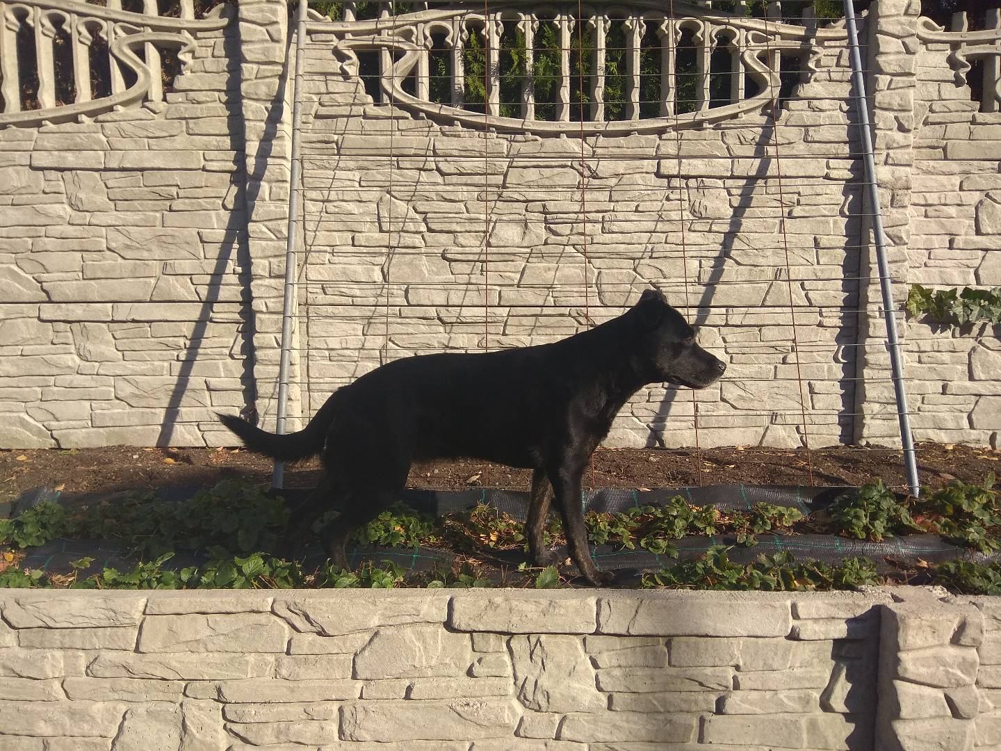 MVDr. Štěpánka Kotoučová foto 2