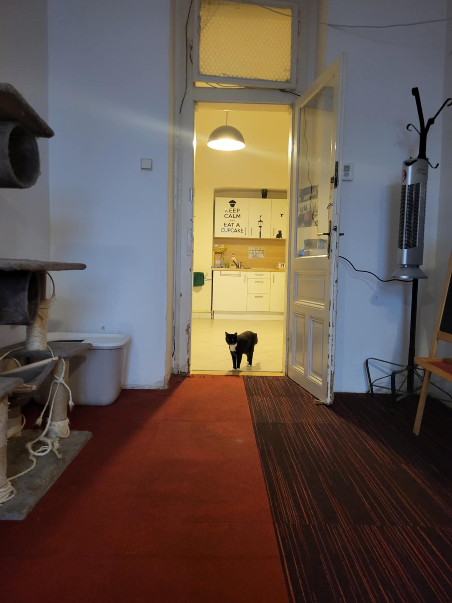 Cat Cafe Prague foto 3